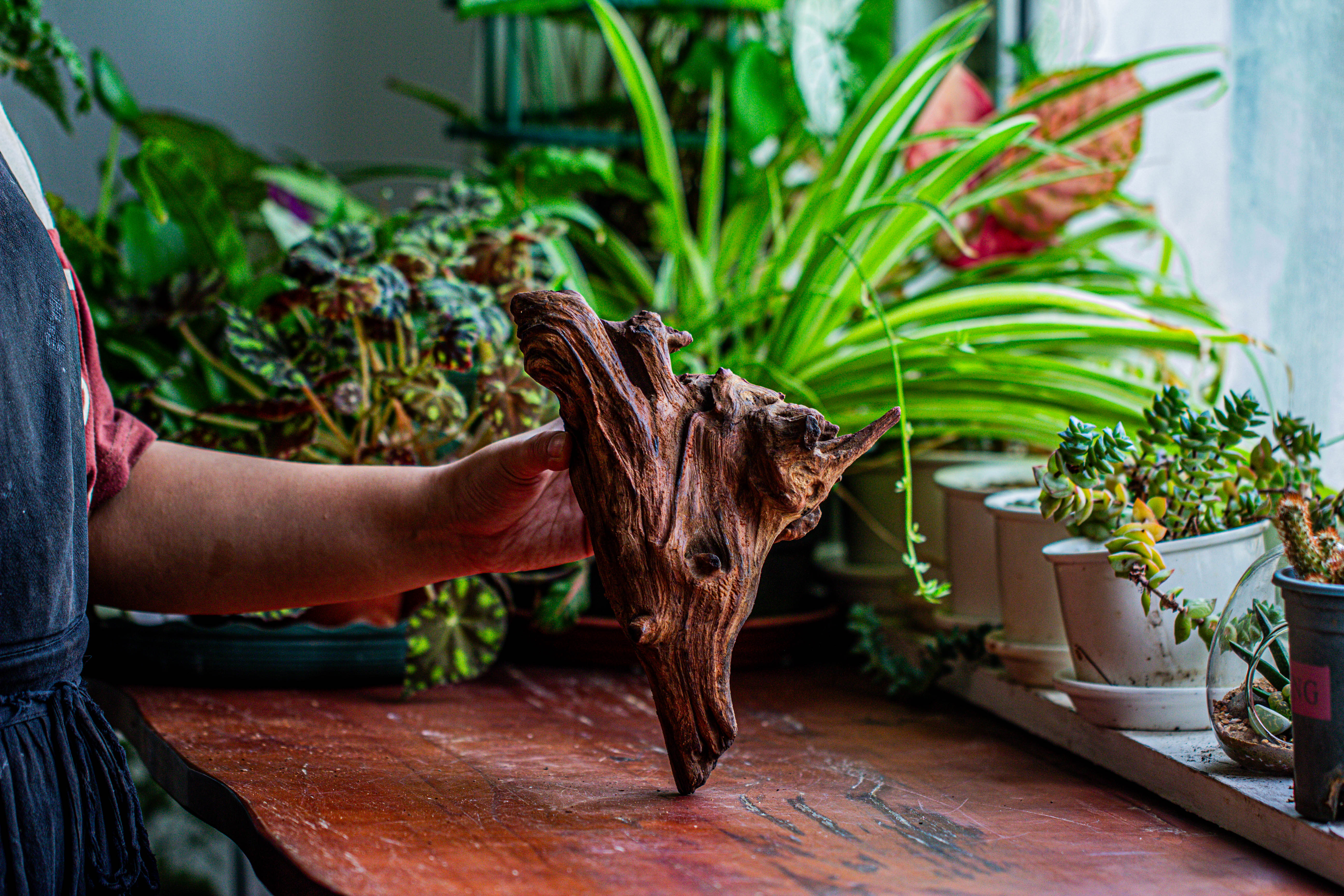 Natural driftwood for moss terrarium, miniature, micro landscape, unique  12-14, suitable for both live and preserved moss - NCYPgarden