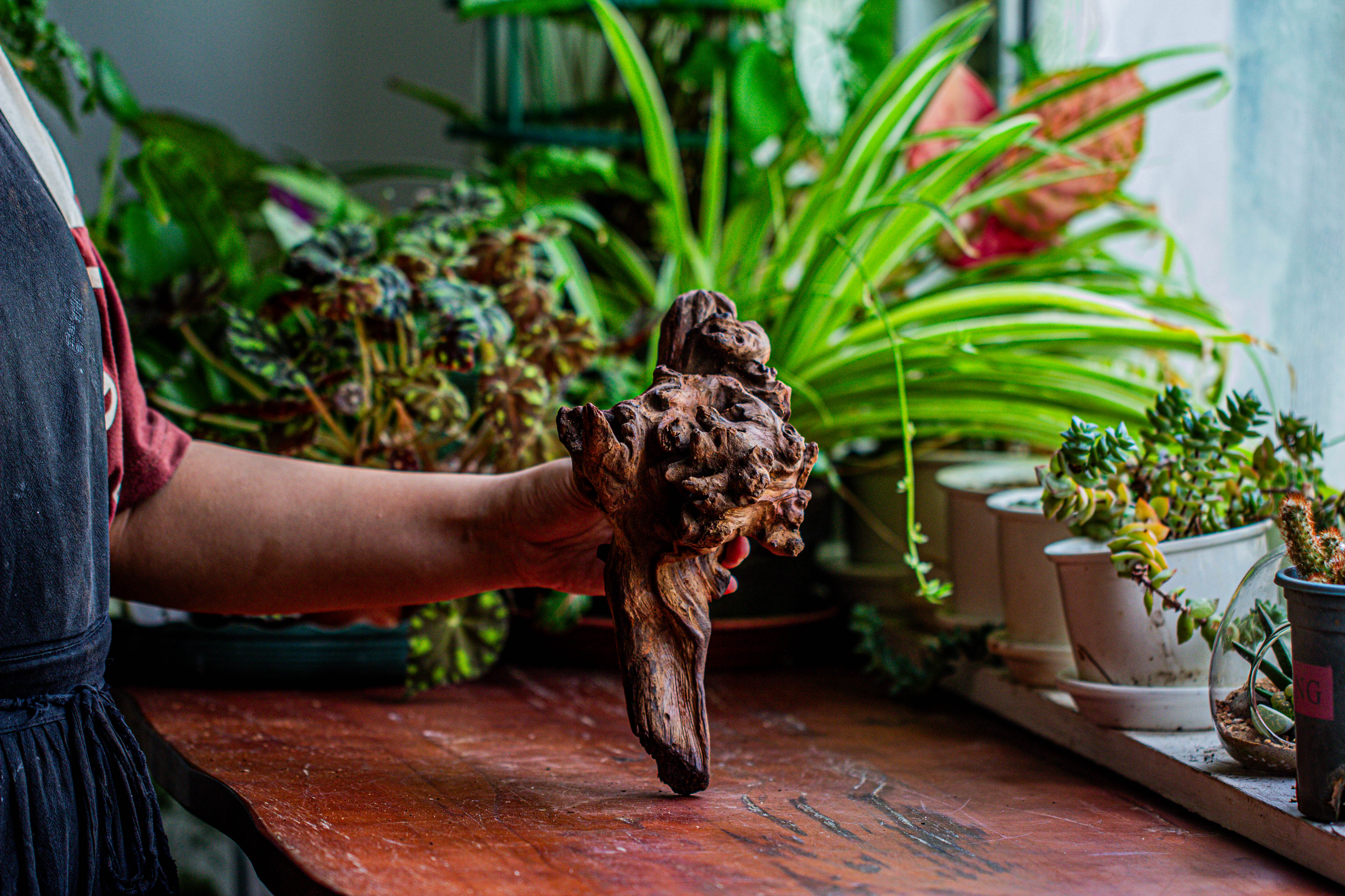 Natural driftwood for moss terrarium, miniature, micro landscape, unique  12-14, suitable for both live and preserved moss - NCYPgarden