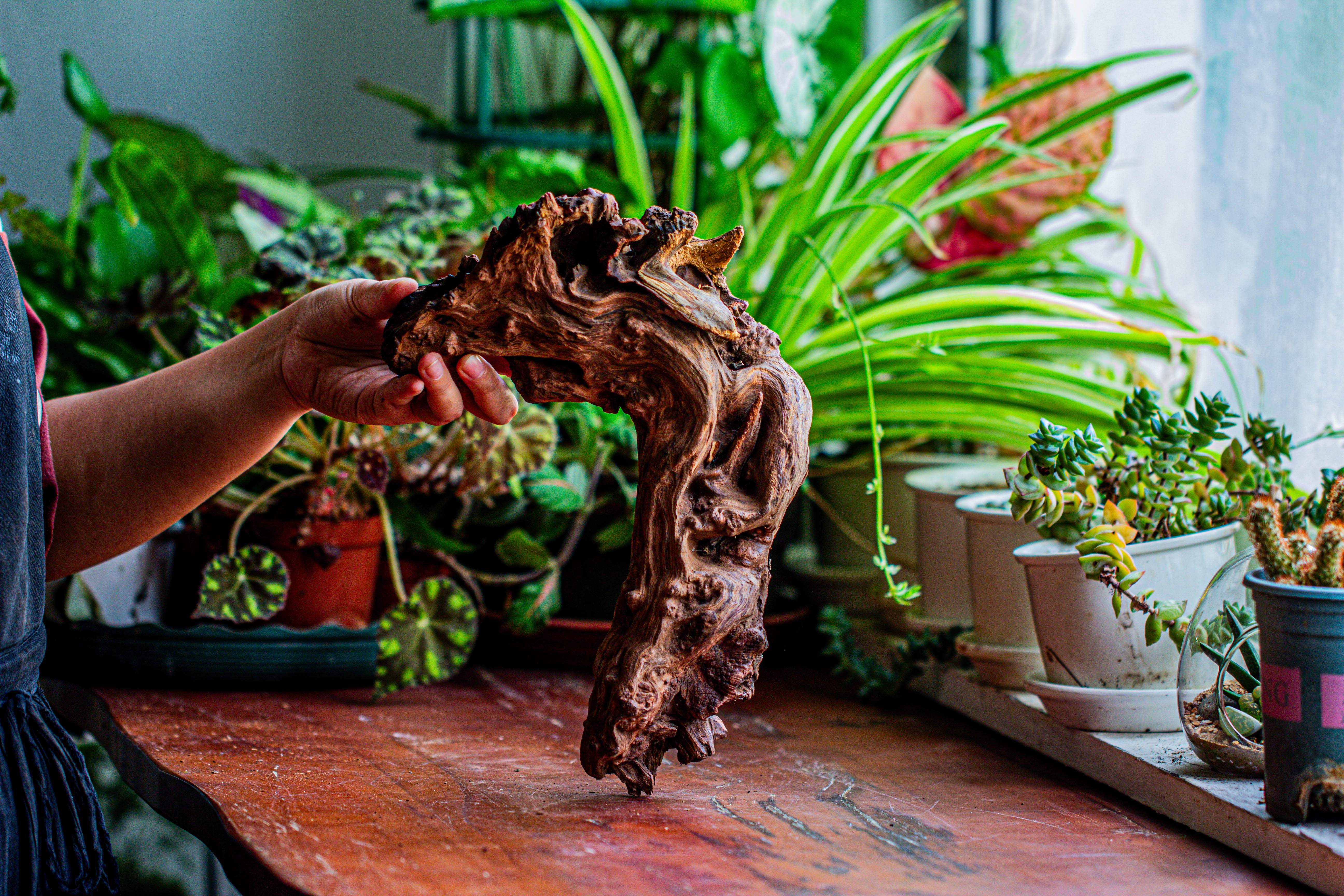 Natural driftwood for moss terrarium, miniature, micro landscape, unique  12-17, suitable for both live and preserved moss - NCYPgarden