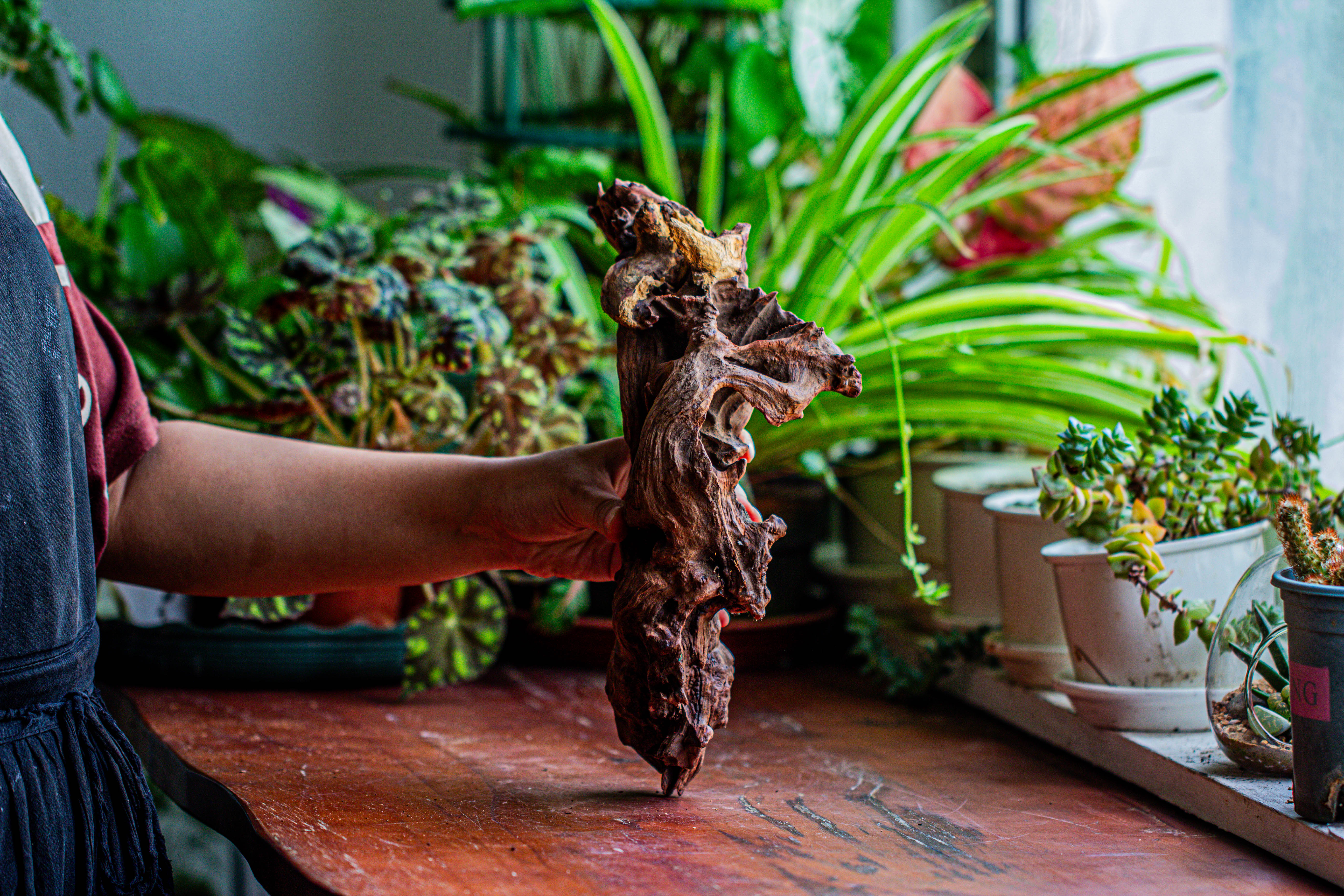 Natural driftwood for moss terrarium, miniature, micro landscape, unique  12-17, suitable for both live and preserved moss - NCYPgarden