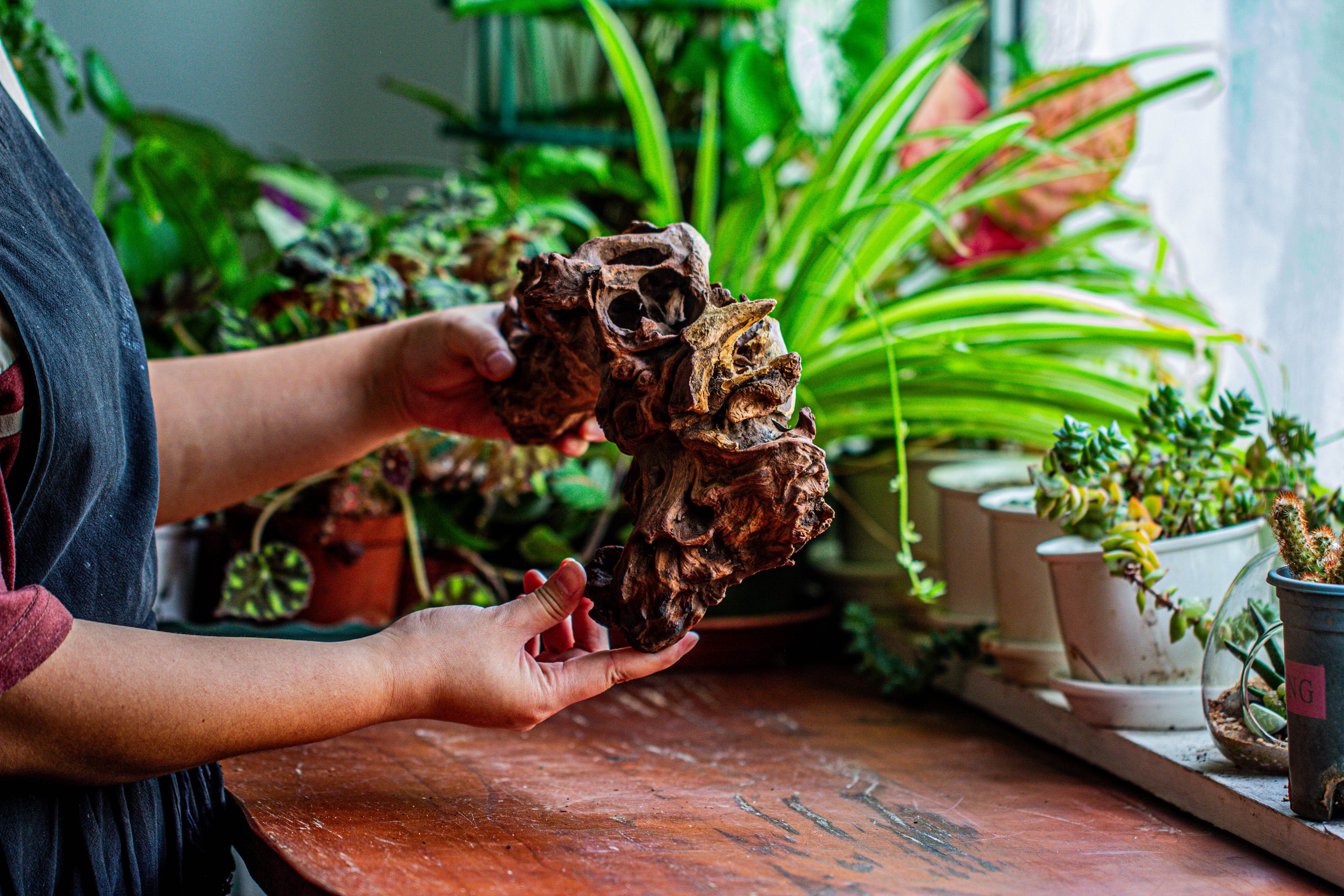 Natural driftwood for moss terrarium, miniature, micro landscape, unique  12-17, suitable for both live and preserved moss - NCYPgarden