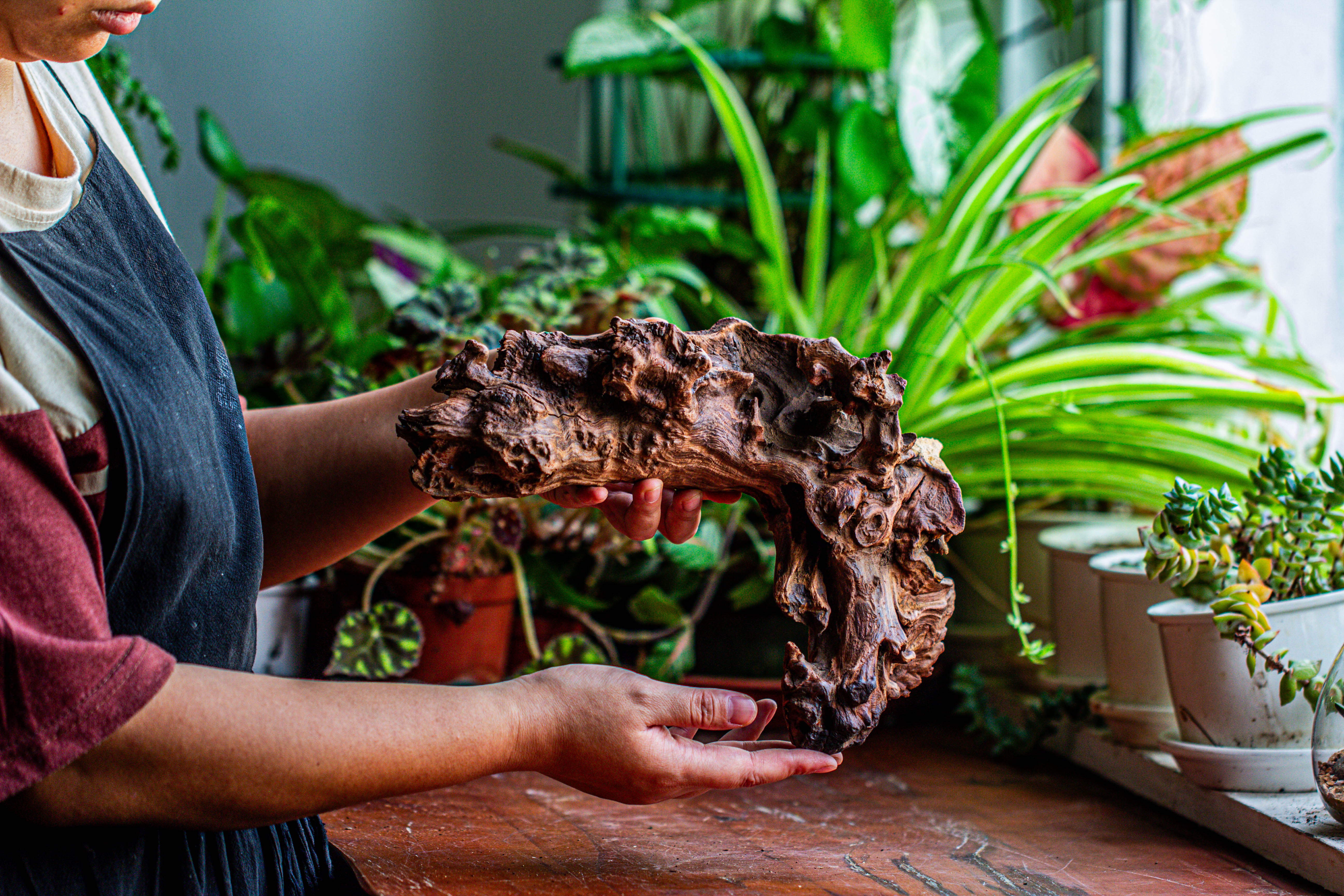 Natural driftwood for moss terrarium, miniature, micro landscape, unique  12-17, suitable for both live and preserved moss - NCYPgarden