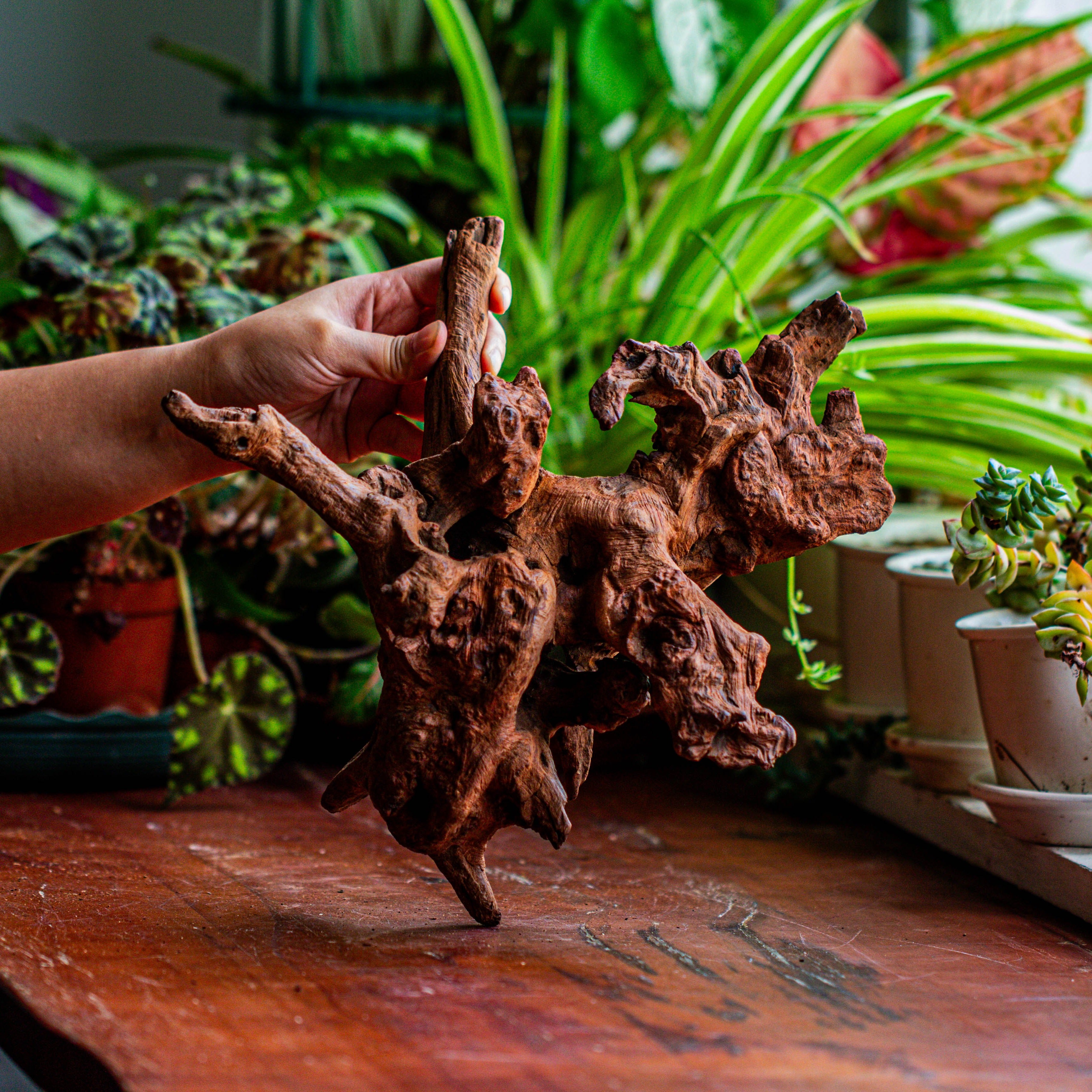 Natural driftwood for moss terrarium, miniature, micro landscape, unique  12-21, suitable for both live and preserved moss - NCYPgarden