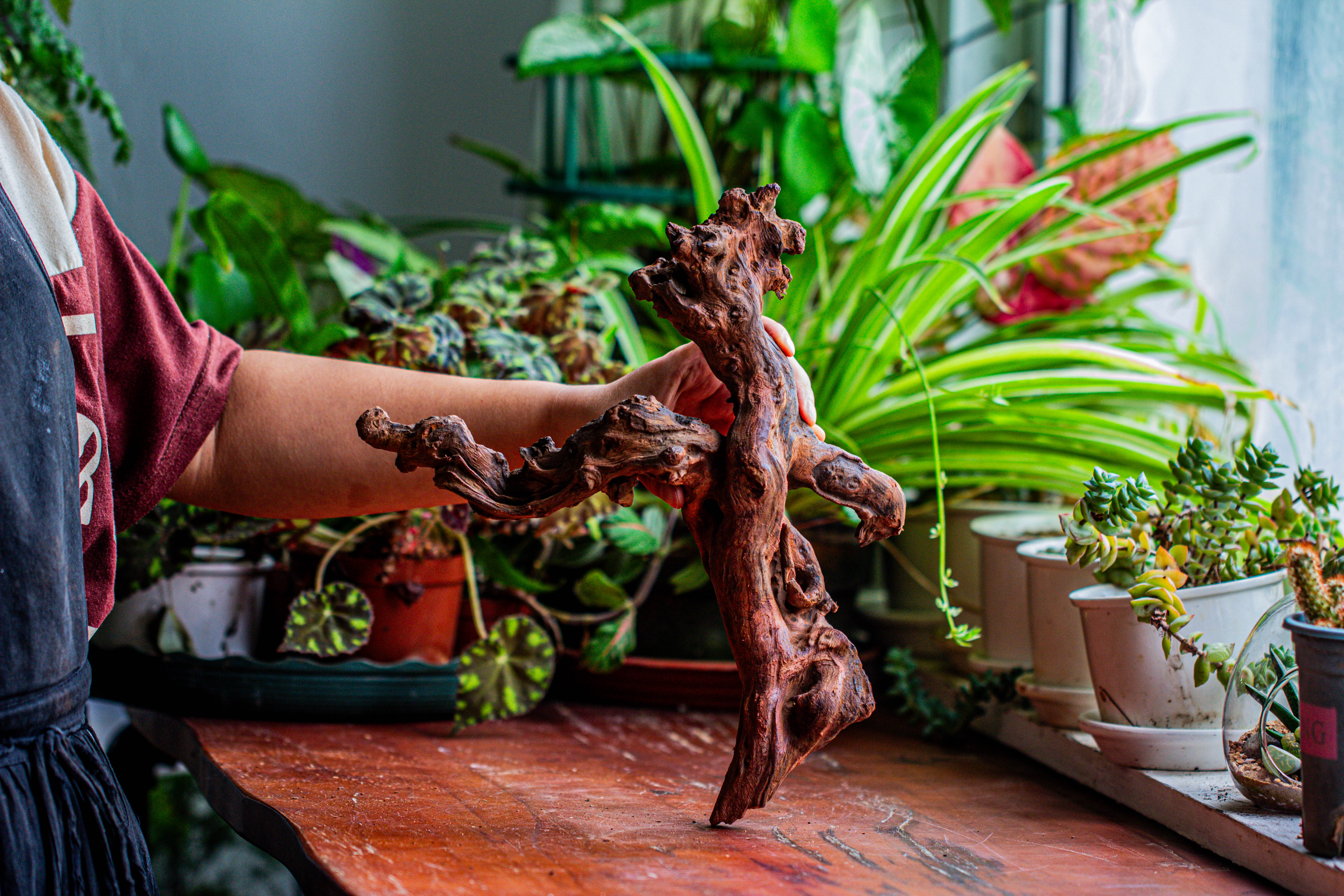 Natural driftwood for moss terrarium, miniature, micro landscape, unique  12-24, suitable for both live and preserved moss - NCYPgarden