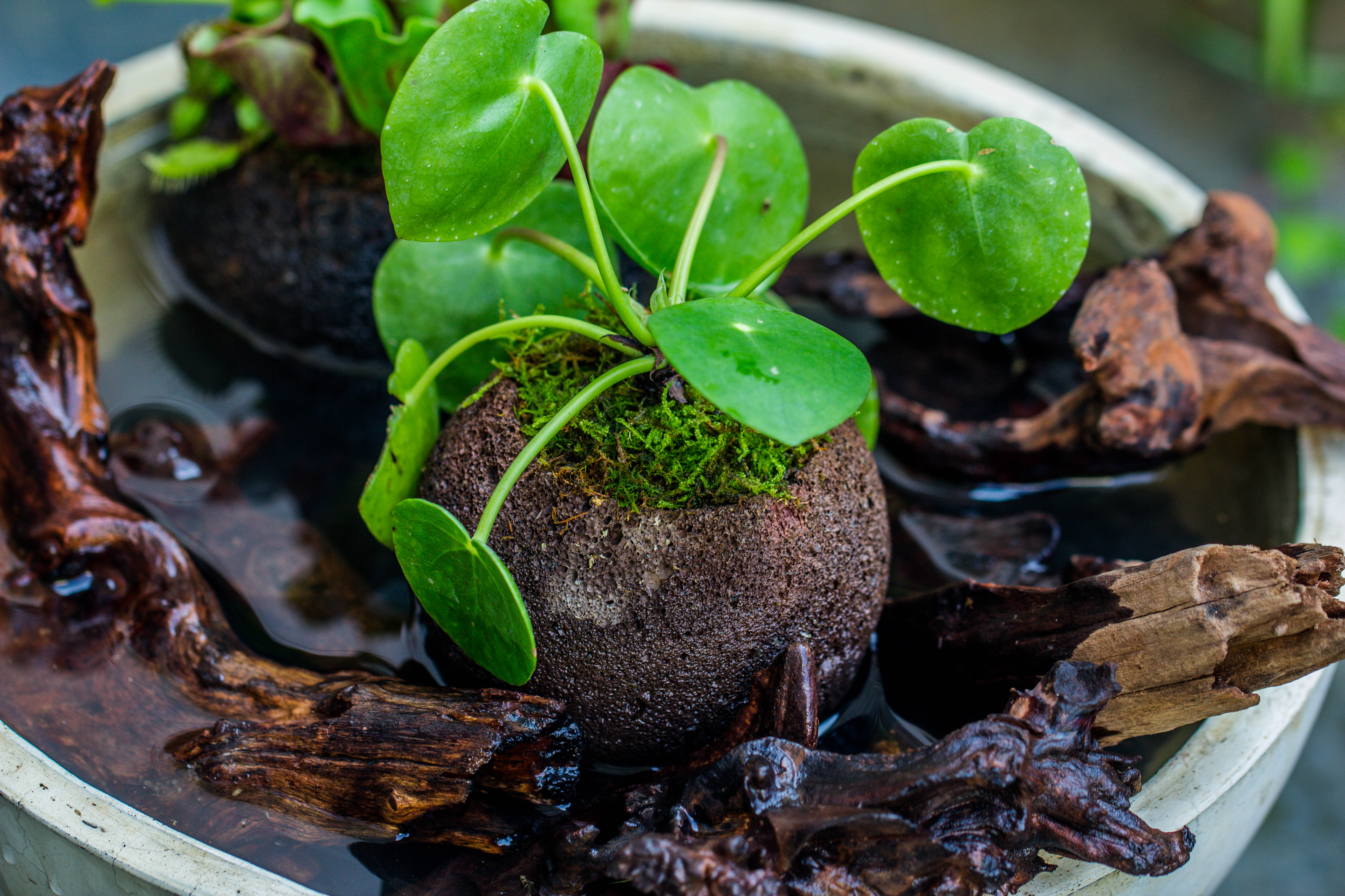 9cm / 3.5" Round Red Horticultural Lava Rock Volcanic Rock Planter for succulents, moss, tropical palants, terrariums - NCYPgarden