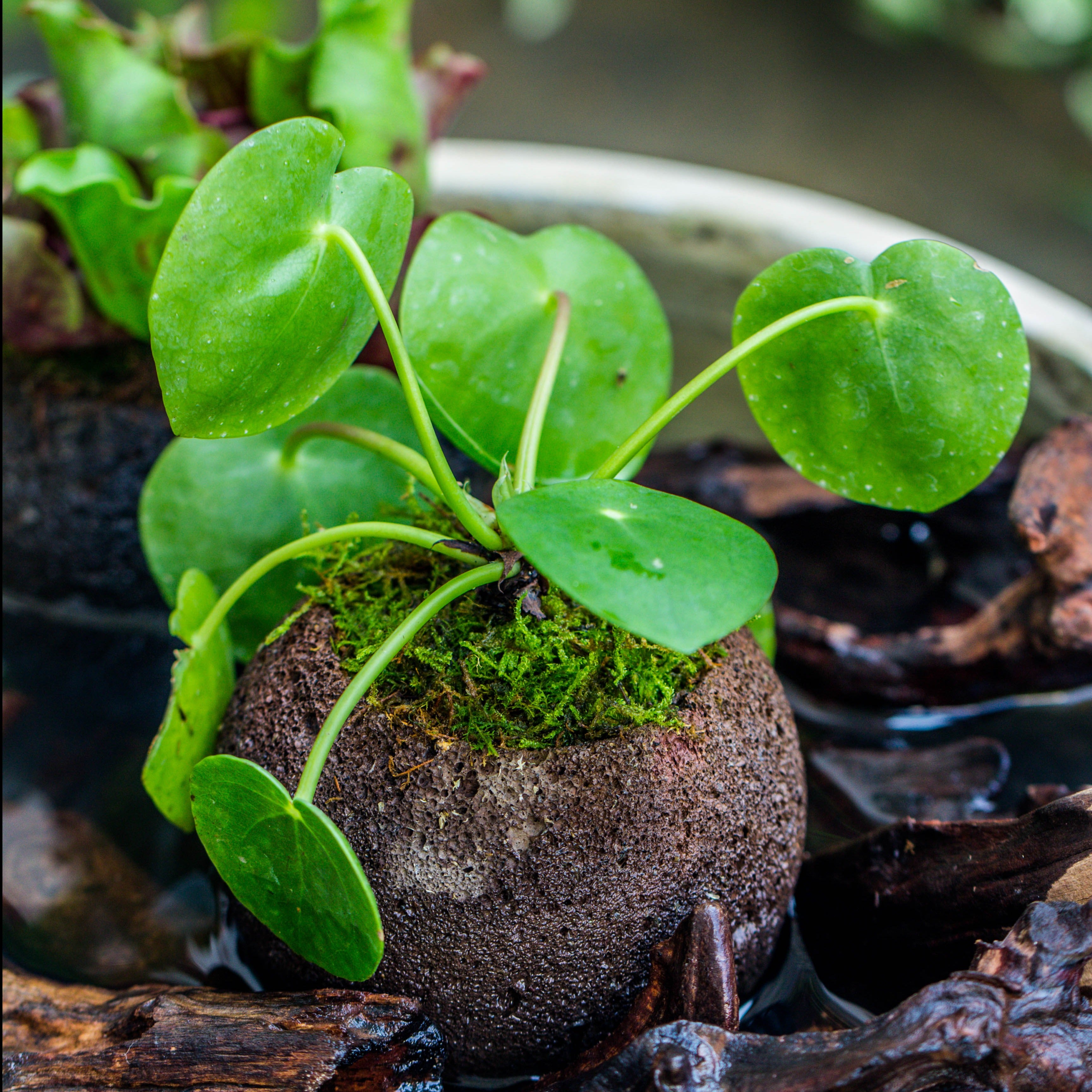 9cm / 3.5" Round Red Horticultural Lava Rock Volcanic Rock Planter for succulents, moss, tropical palants, terrariums - NCYPgarden