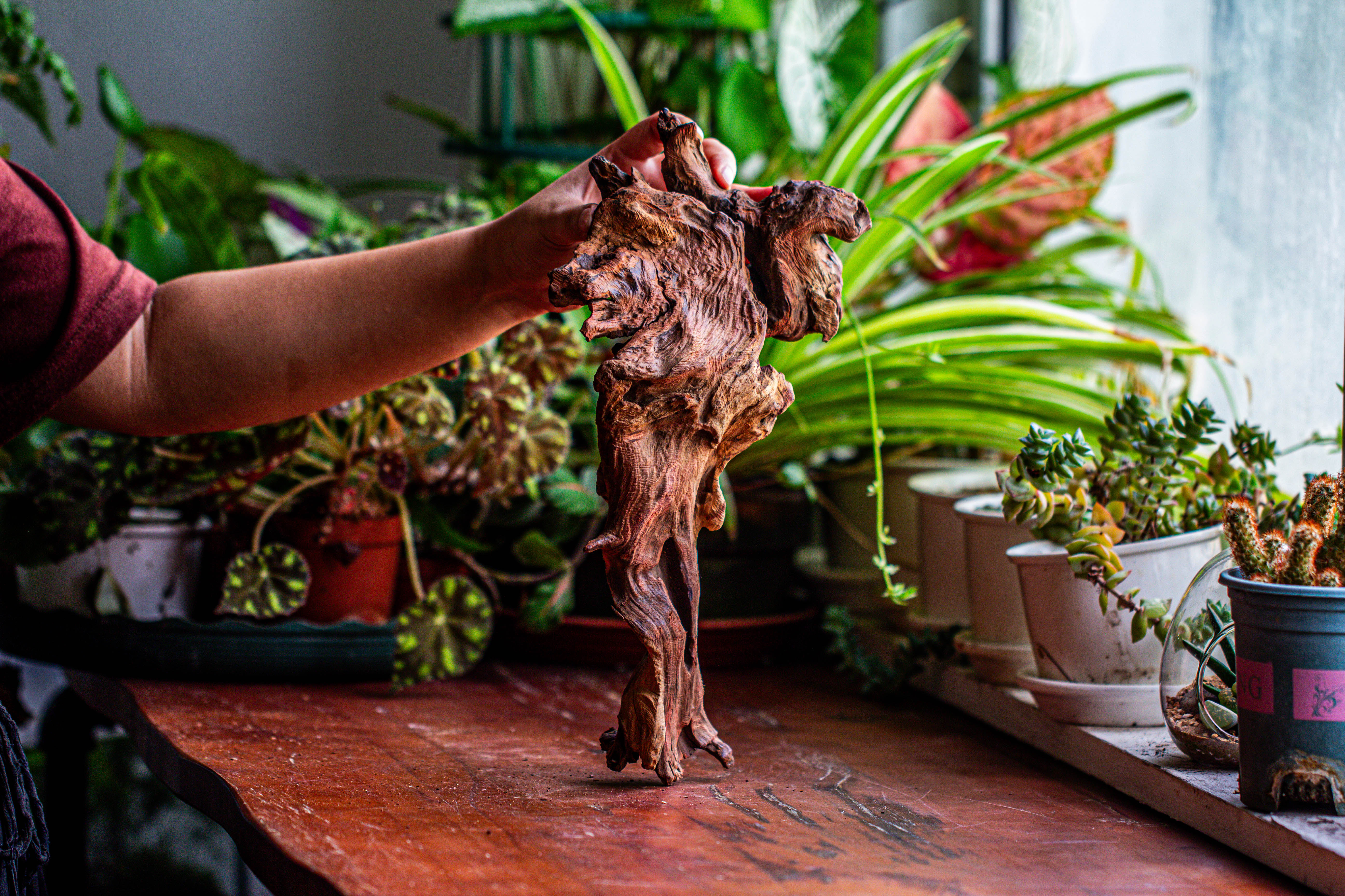 Natural driftwood for moss terrarium, miniature, micro landscape, unique  12-9, suitable for both live and preserved moss - NCYPgarden