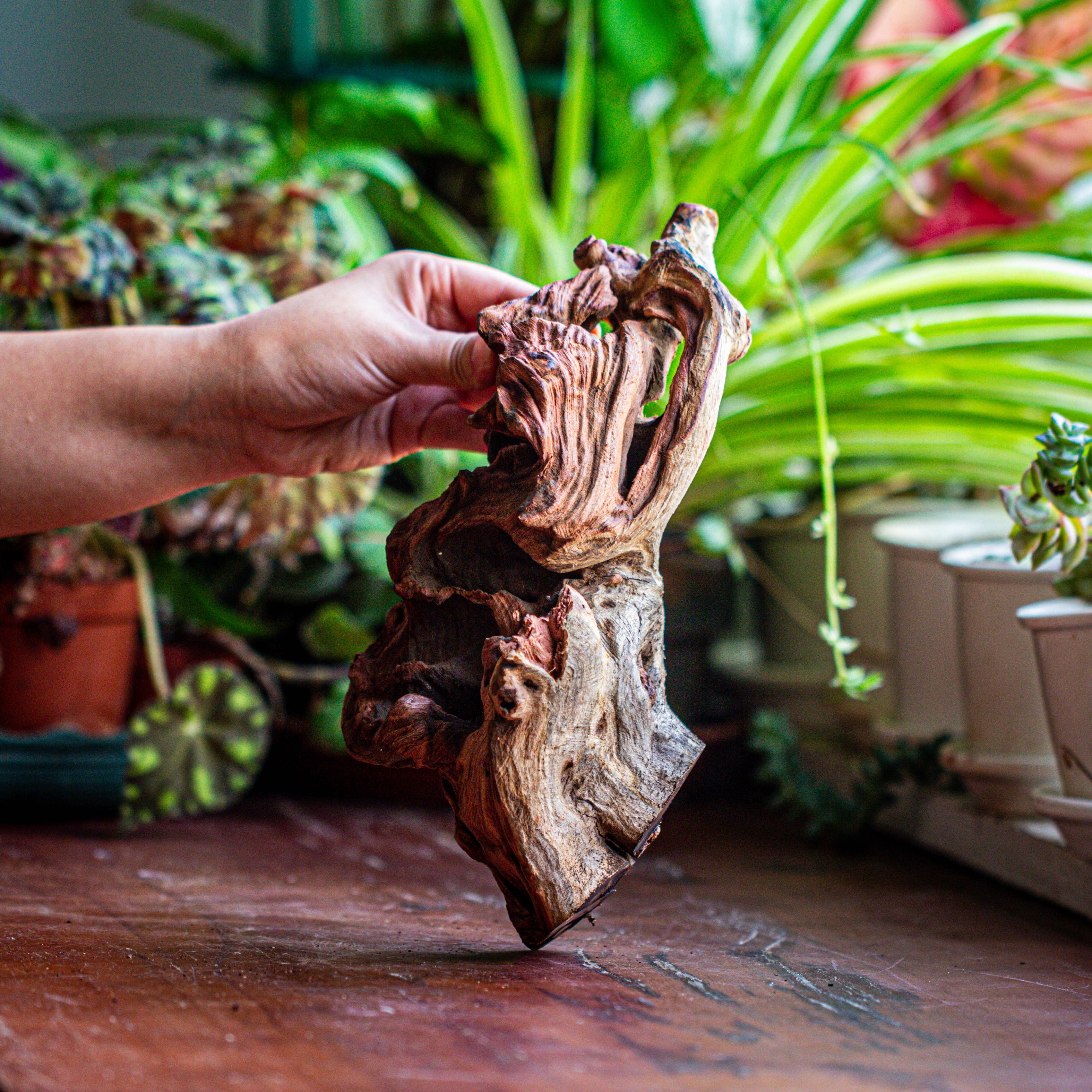 Natural driftwood for moss terrarium, miniature, micro landscape, unique  12-52, suitable for both live and preserved moss - NCYPgarden