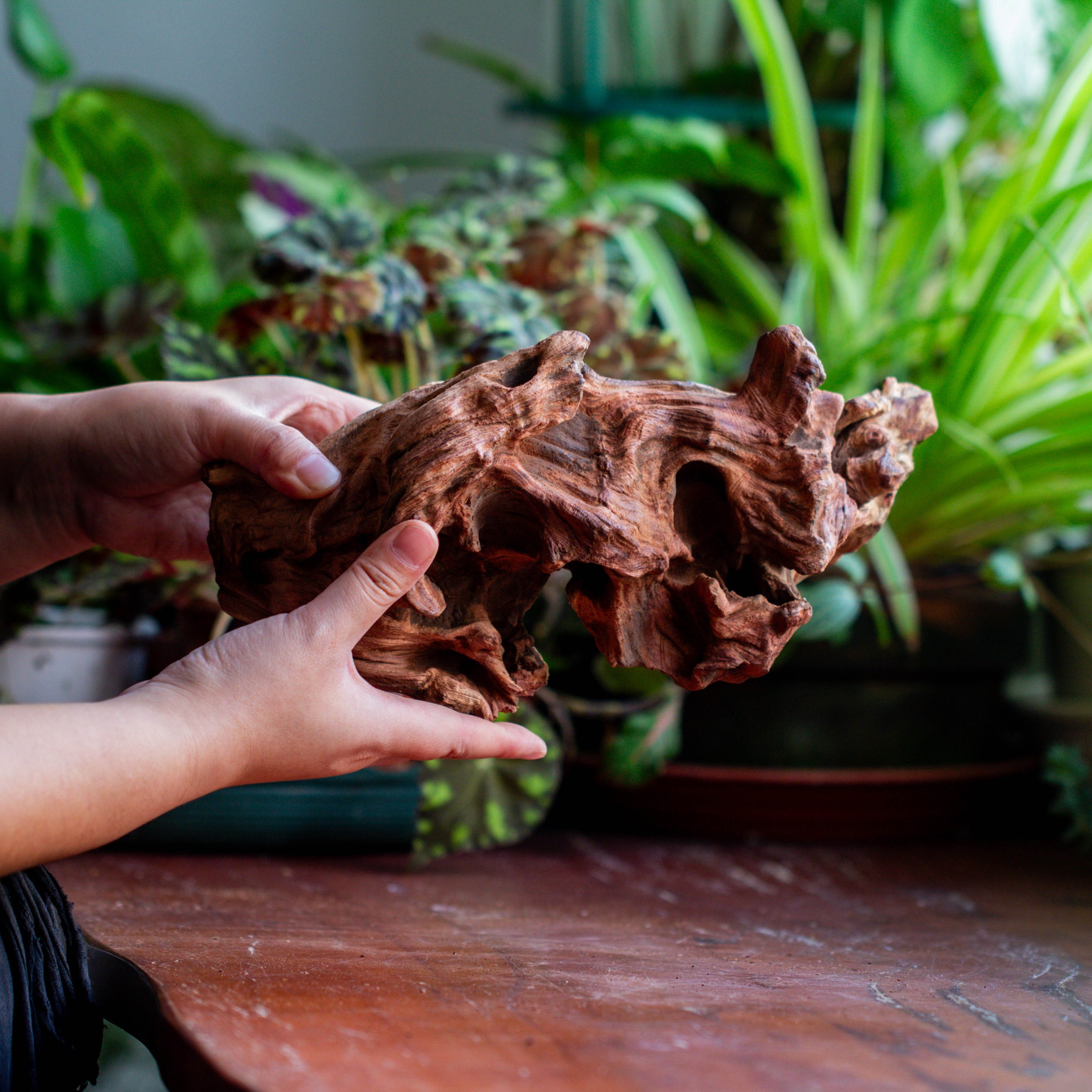 Natural driftwood for moss terrarium, miniature, micro landscape, unique  12-69, suitable for both live and preserved moss - NCYPgarden