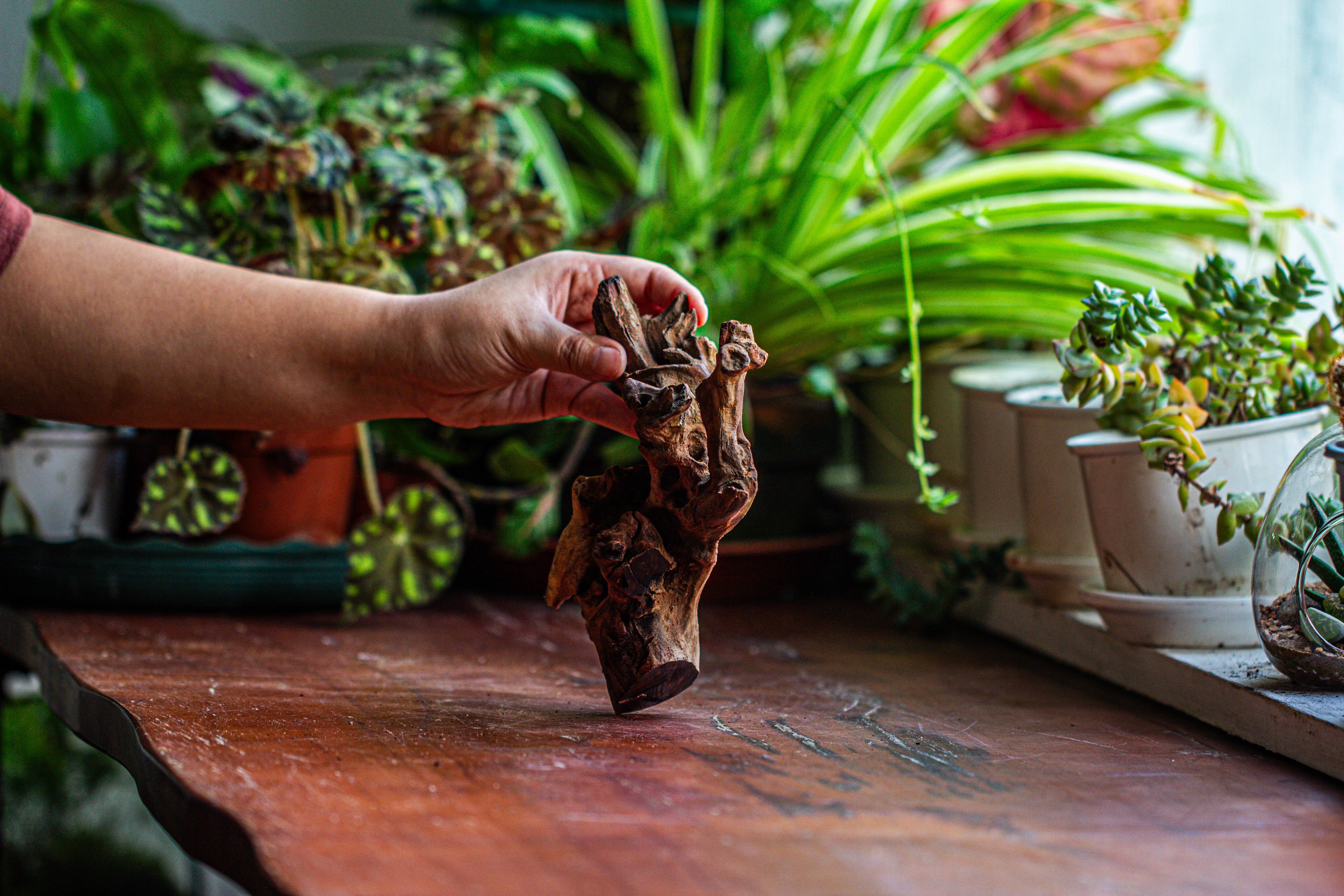 Natural driftwood for moss terrarium, miniature, micro landscape, unique  12-52, suitable for both live and preserved moss - NCYPgarden