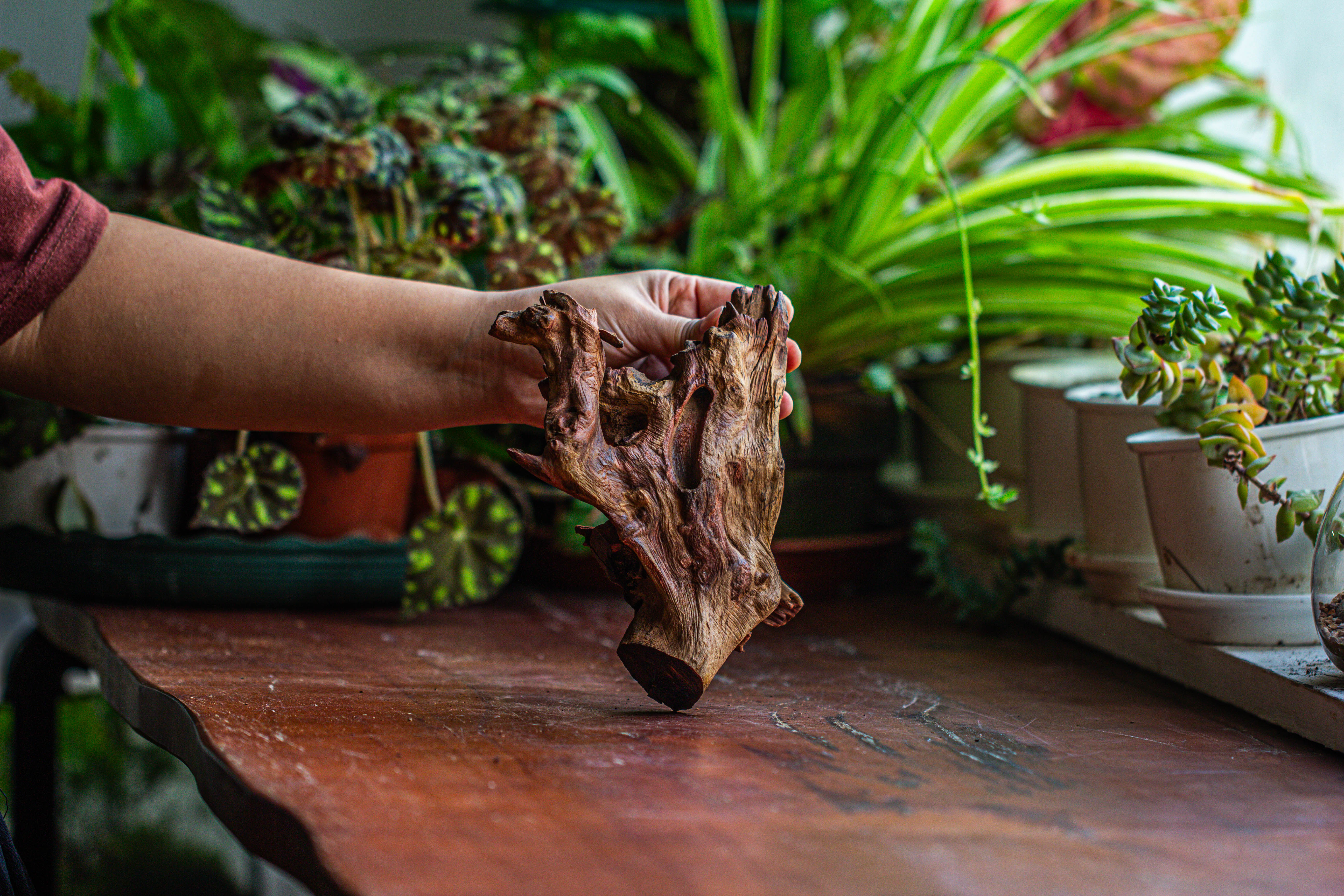 Natural driftwood for moss terrarium, miniature, micro landscape, unique  12-52, suitable for both live and preserved moss - NCYPgarden