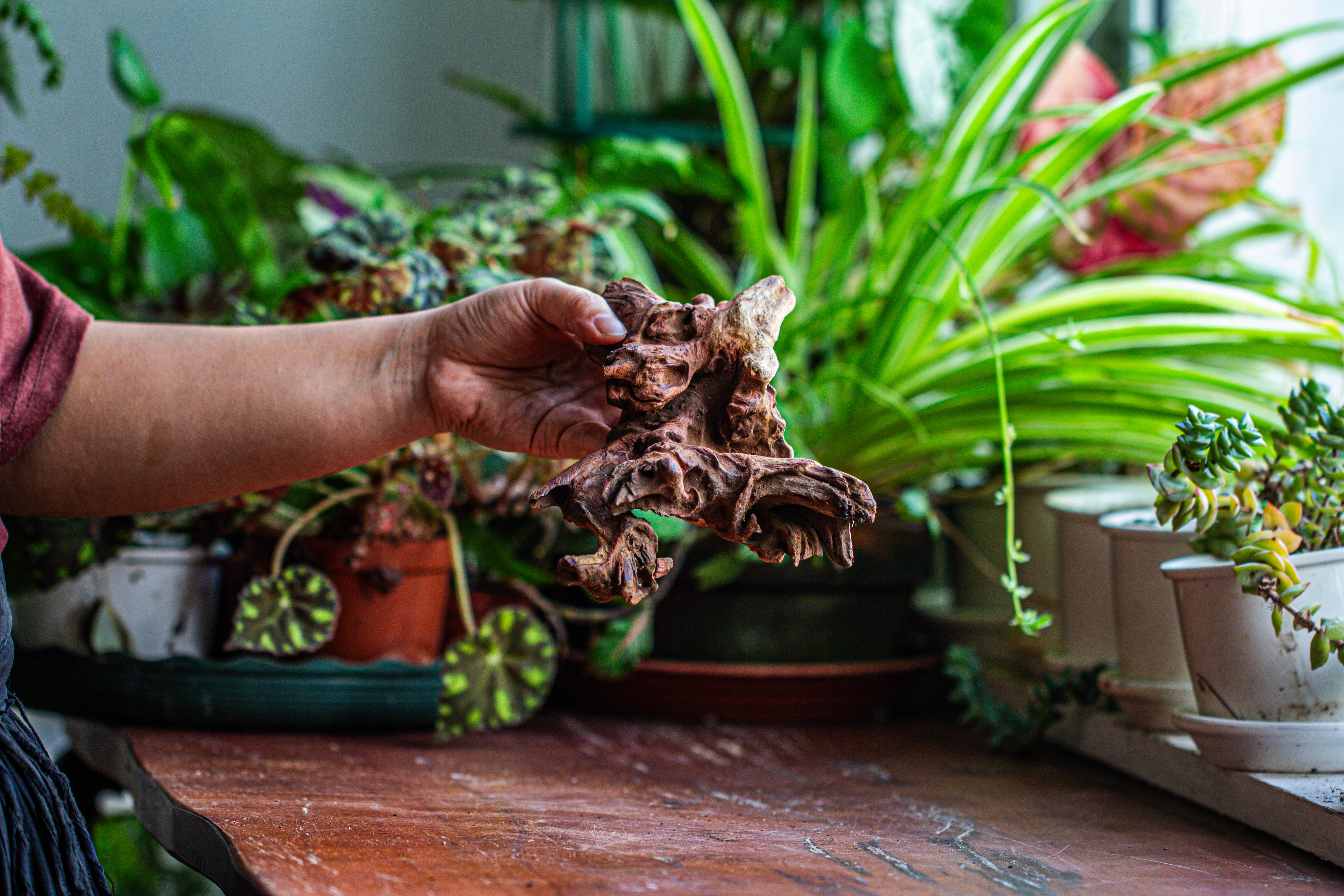 Natural driftwood for moss terrarium, miniature, micro landscape, unique  12-52, suitable for both live and preserved moss - NCYPgarden