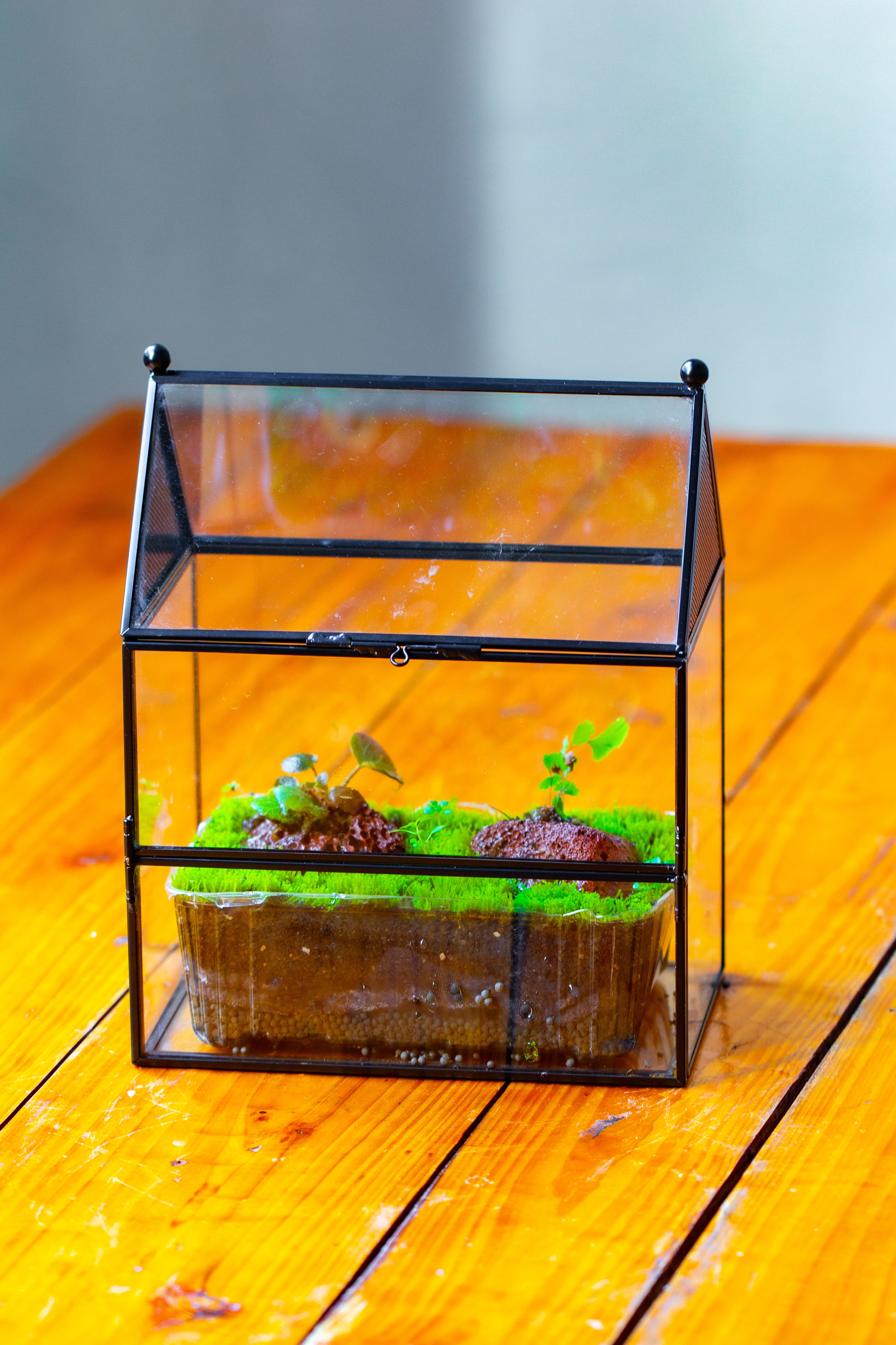 NCYP Simplified  House Shape Glass Geometric Terrarium, with side door, with Mesh vent holes for small Insects Pet - NCYPgarden