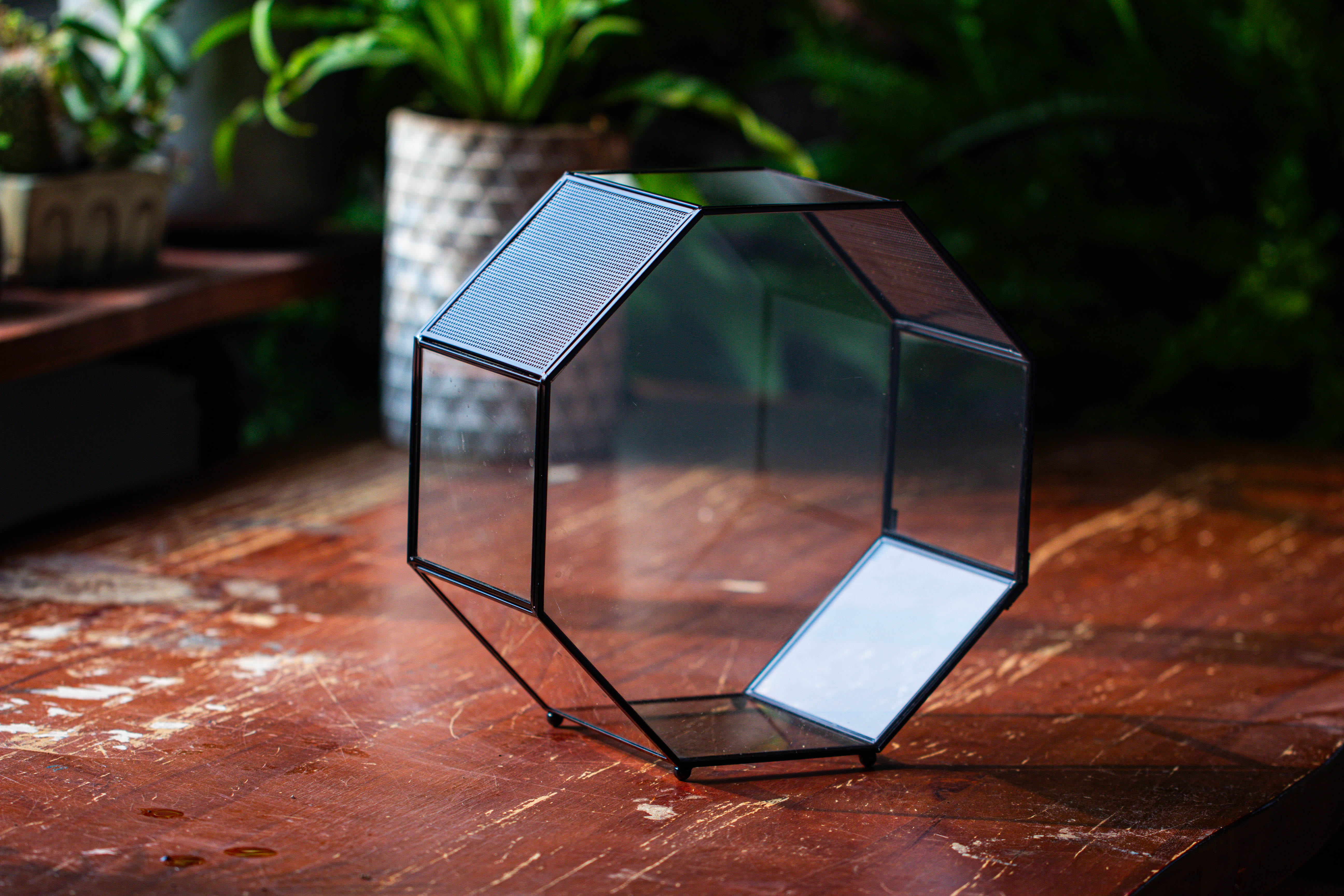 Handmade Octagon Glass Geometric Terrarium with Side Vent, Spider Terrarium, Jumping Spider/Snail Terrarium, Jumping Spider Enclosure - NCYPgarden