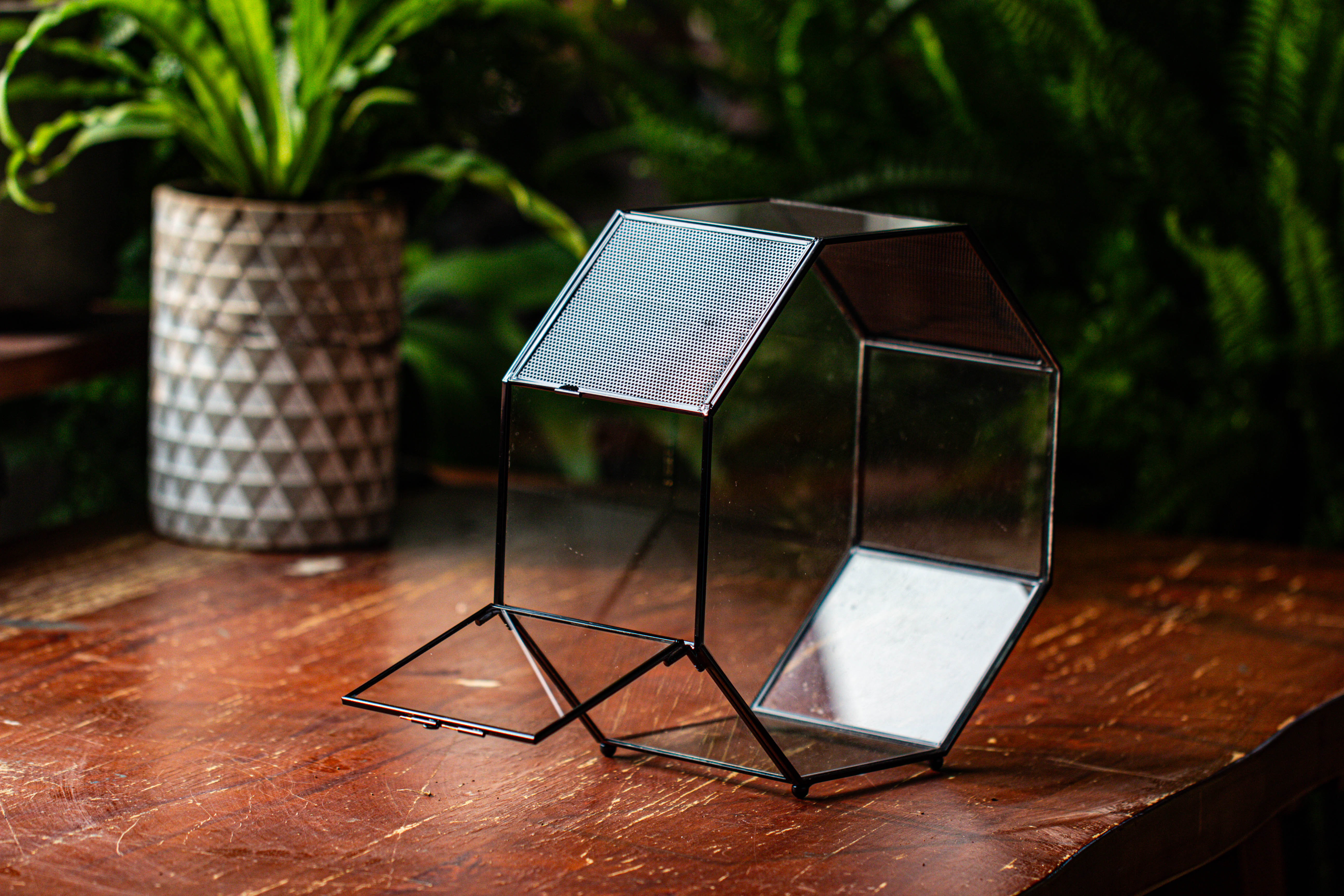 Handmade Octagon Glass Geometric Terrarium with Side Vent, Spider Terrarium, Jumping Spider/Snail Terrarium, Jumping Spider Enclosure - NCYPgarden