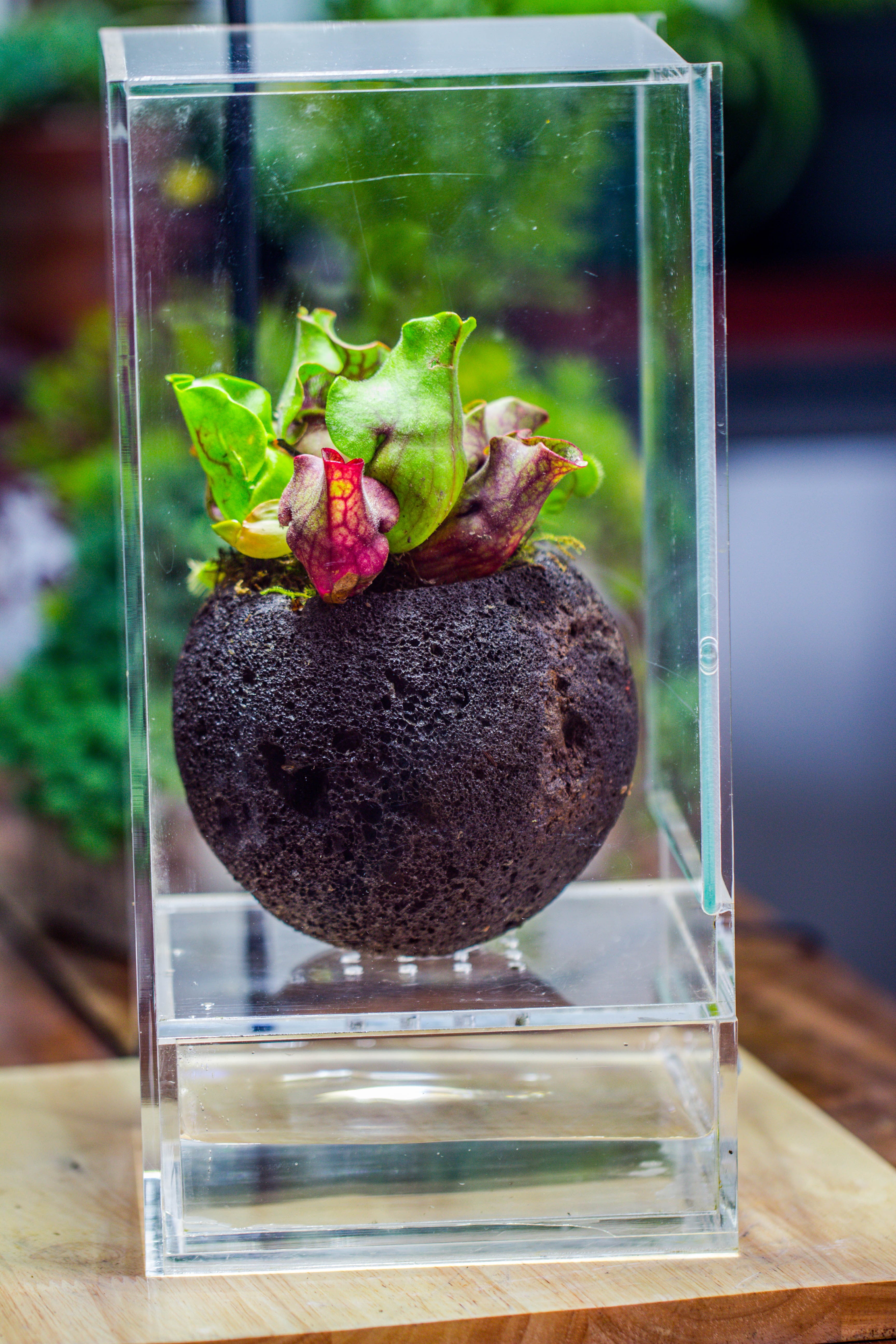 12cm / 4.7" Round Red Horticultural Lava Rock Volcanic Rock Planter for succulents, moss, tropical palants, terrariums - NCYPgarden