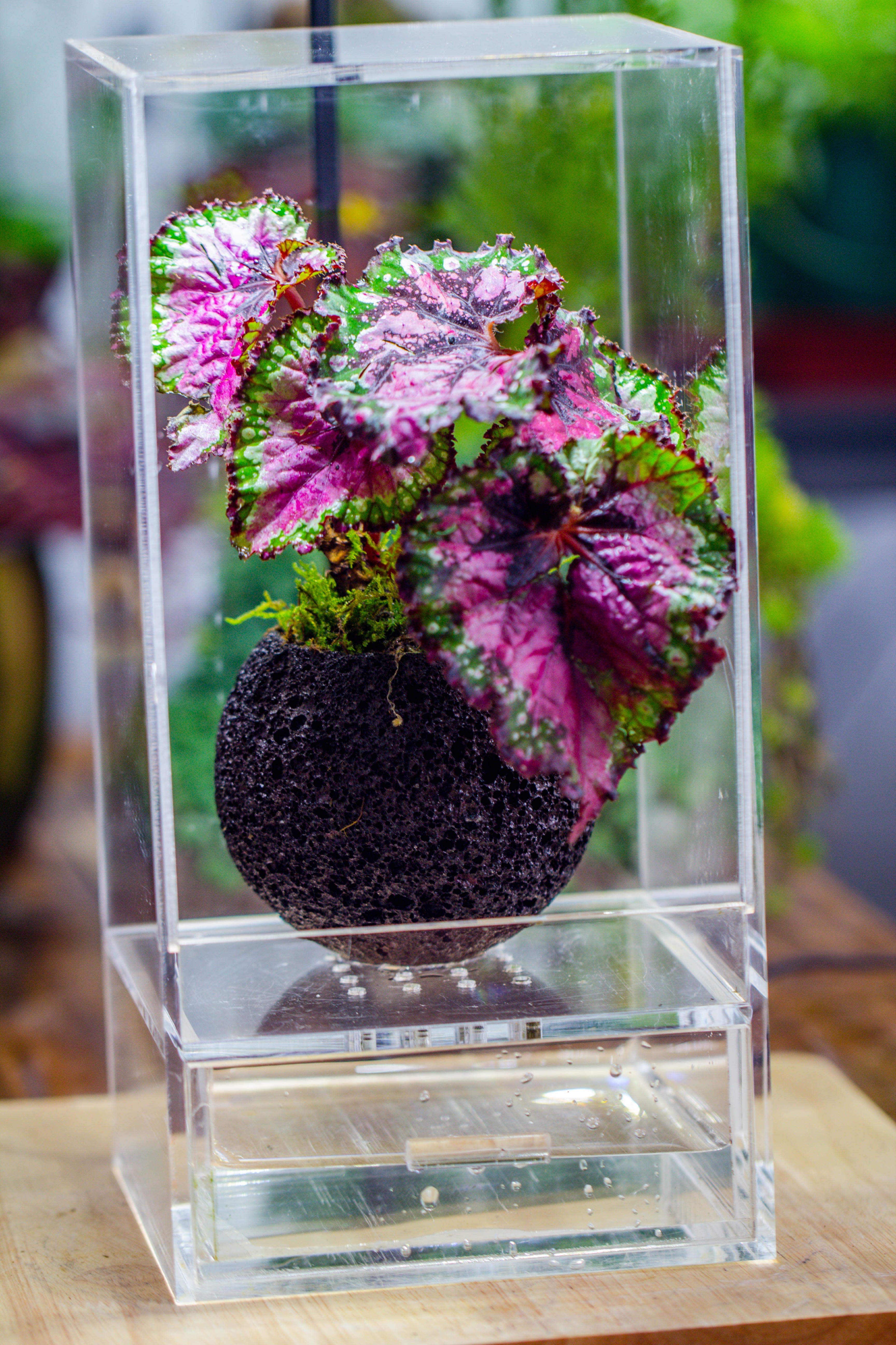 10cm / 3.7" Round Red Horticultural Lava Rock Volcanic Rock Planter for succulents, moss, tropical palants, terrariums - NCYPgarden