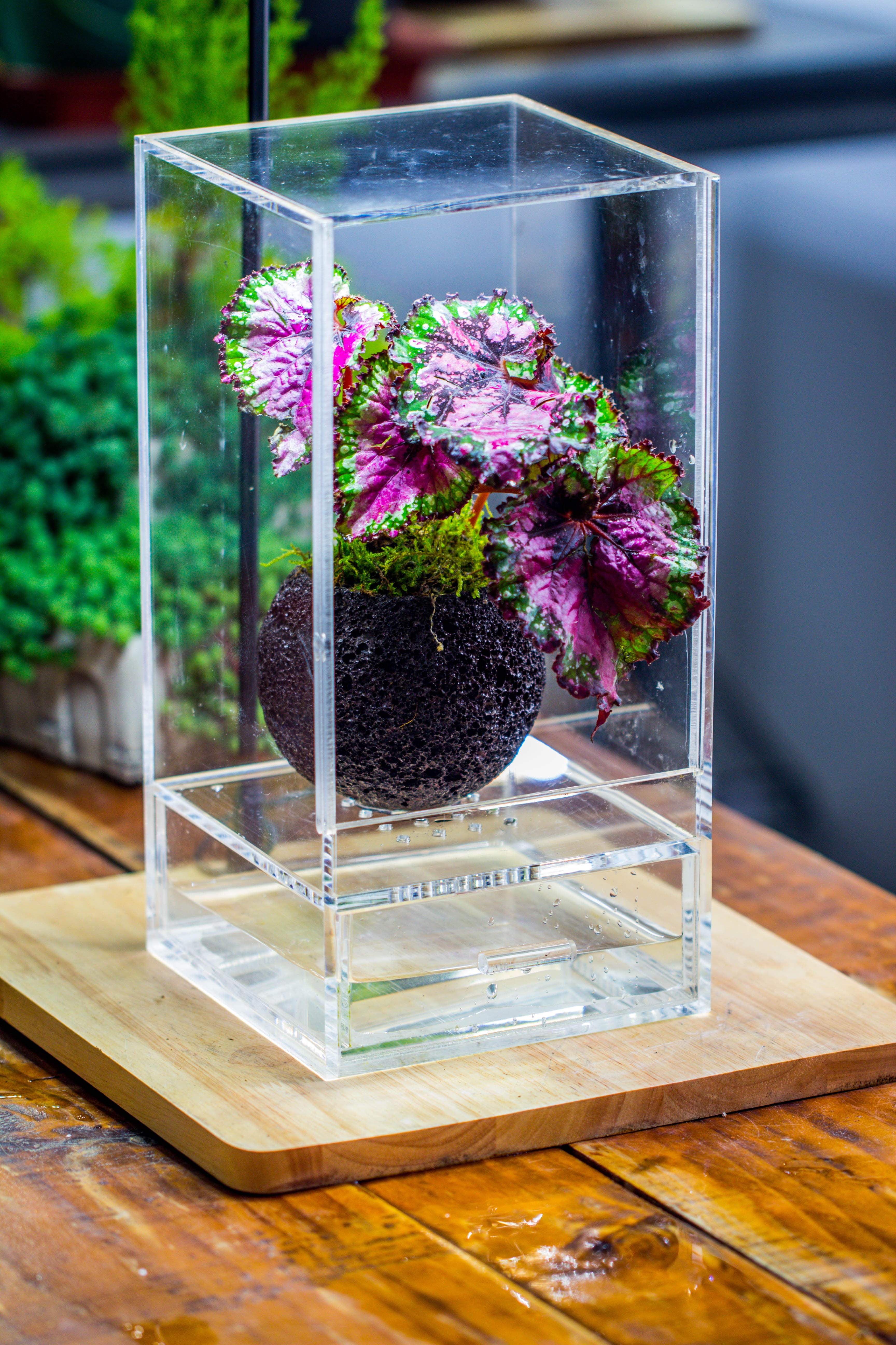 10cm / 3.7" Round Red Horticultural Lava Rock Volcanic Rock Planter for succulents, moss, tropical palants, terrariums - NCYPgarden