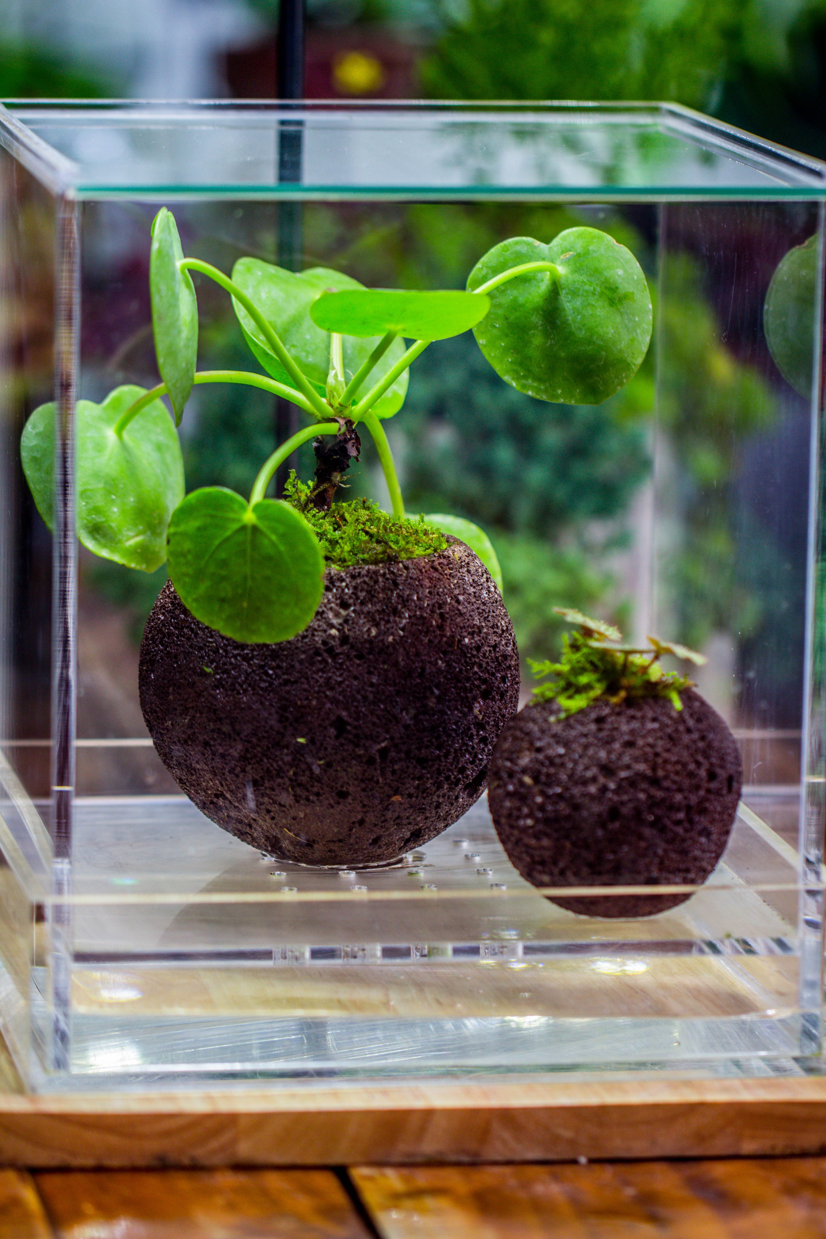 9cm / 3.5" Round Red Horticultural Lava Rock Volcanic Rock Planter for succulents, moss, tropical palants, terrariums - NCYPgarden