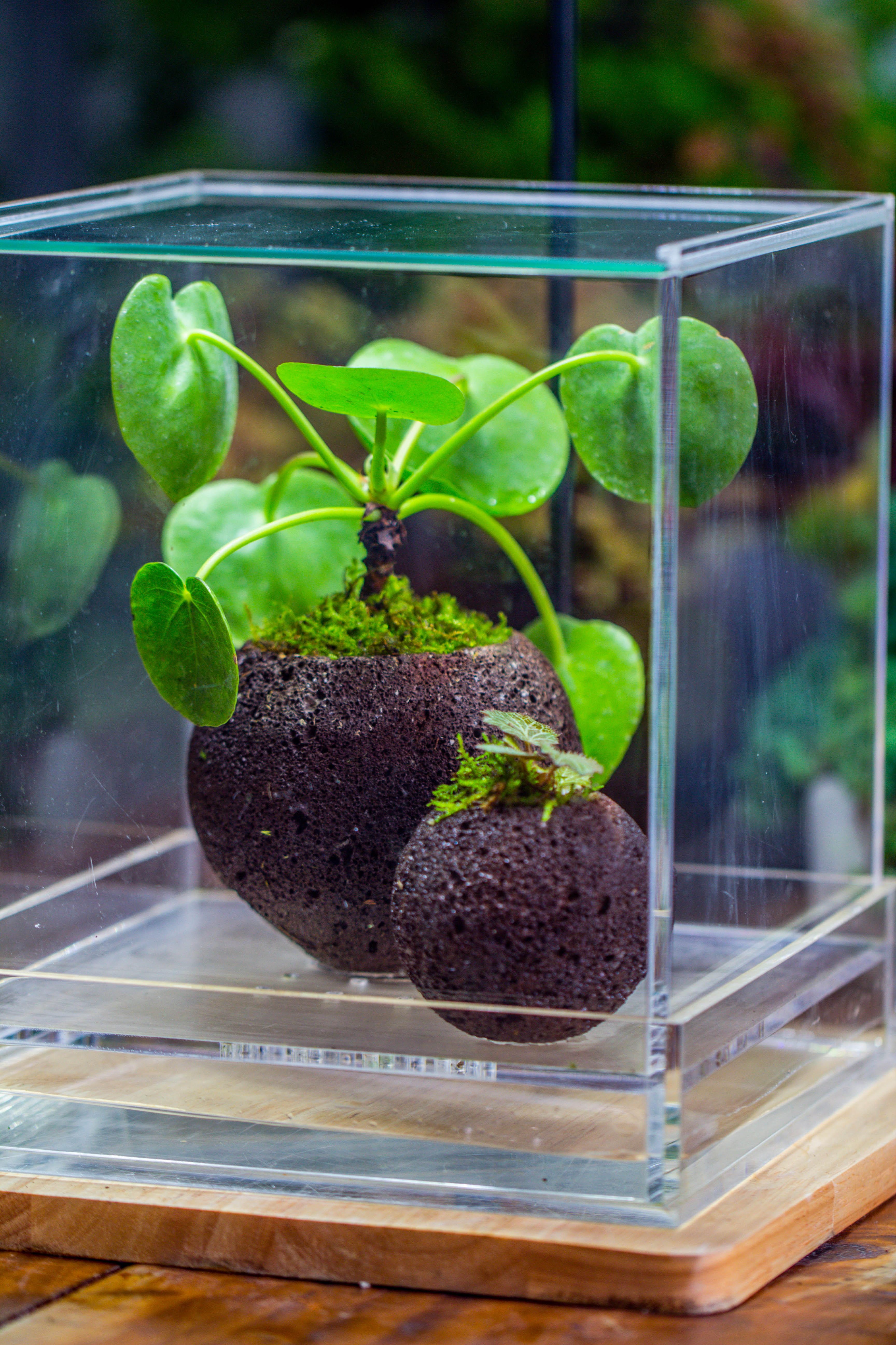 9cm / 3.5" Round Red Horticultural Lava Rock Volcanic Rock Planter for succulents, moss, tropical palants, terrariums - NCYPgarden