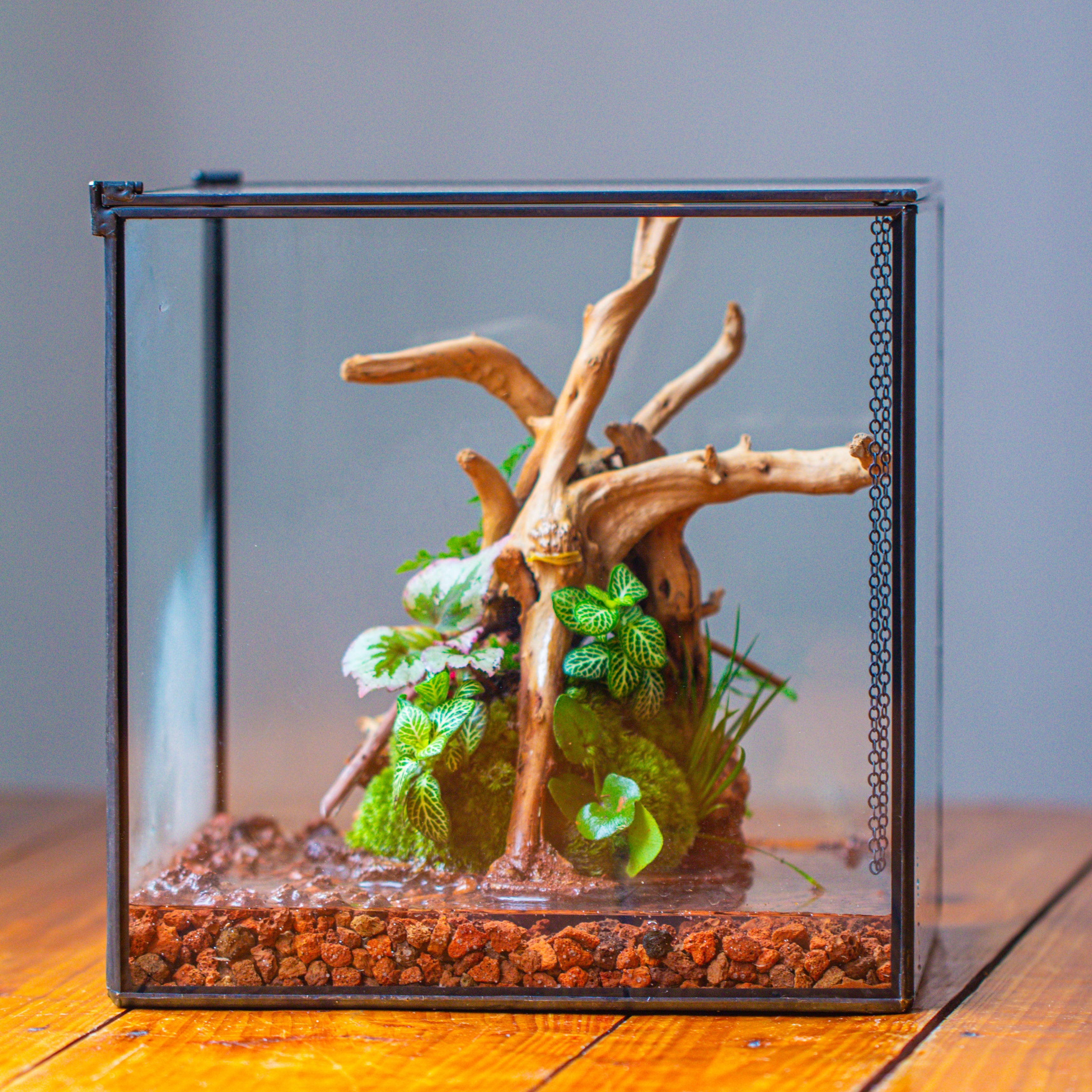 10x10x10 in Handmade Watertight Glass Terrarium with Lid - NCYPgarden
