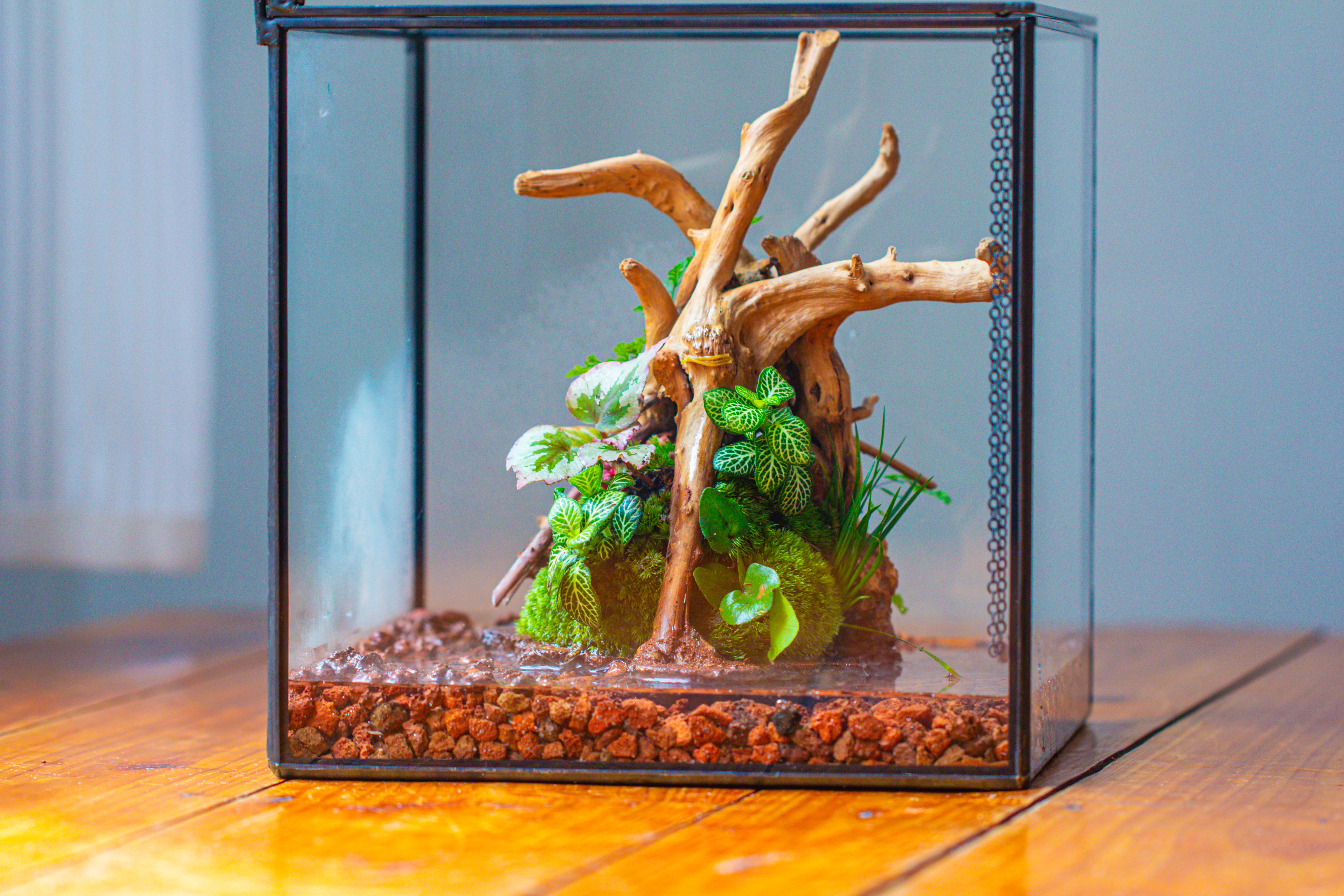 10x10x10 in Handmade Watertight Glass Terrarium with Lid - NCYPgarden
