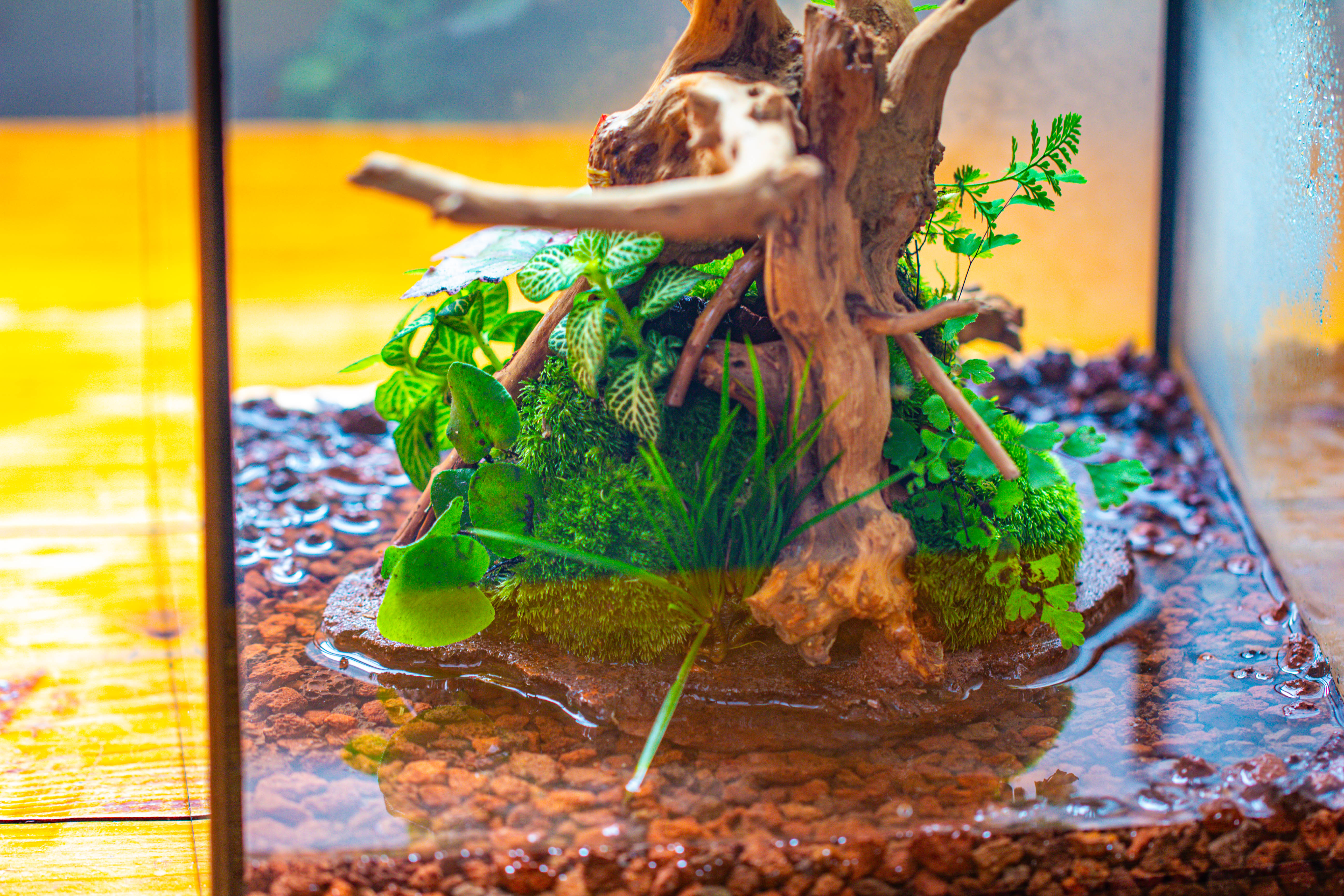 10x10x10 in Handmade Watertight Glass Terrarium with Lid - NCYPgarden