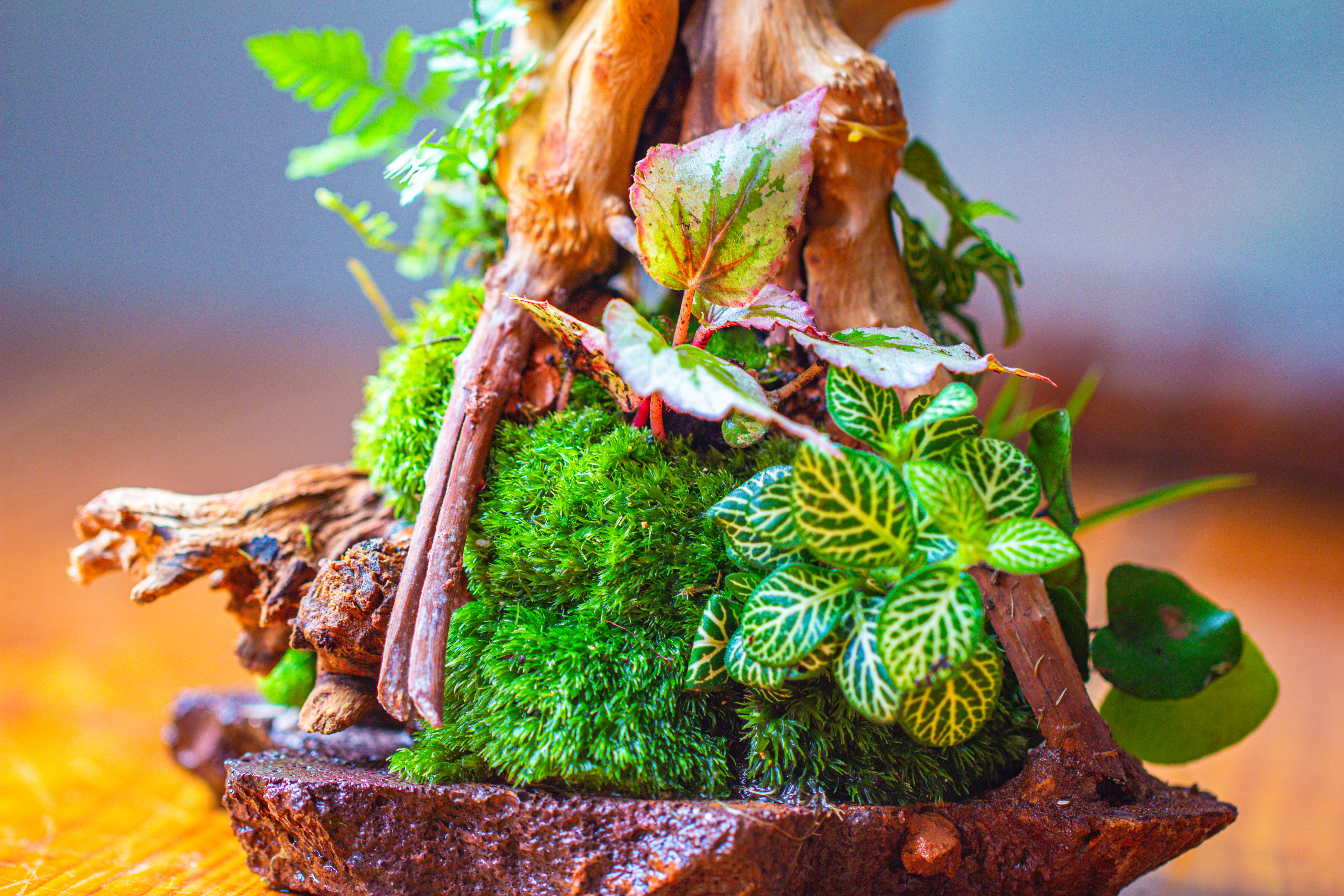 10x10x10 in Handmade Watertight Glass Terrarium with Lid - NCYPgarden