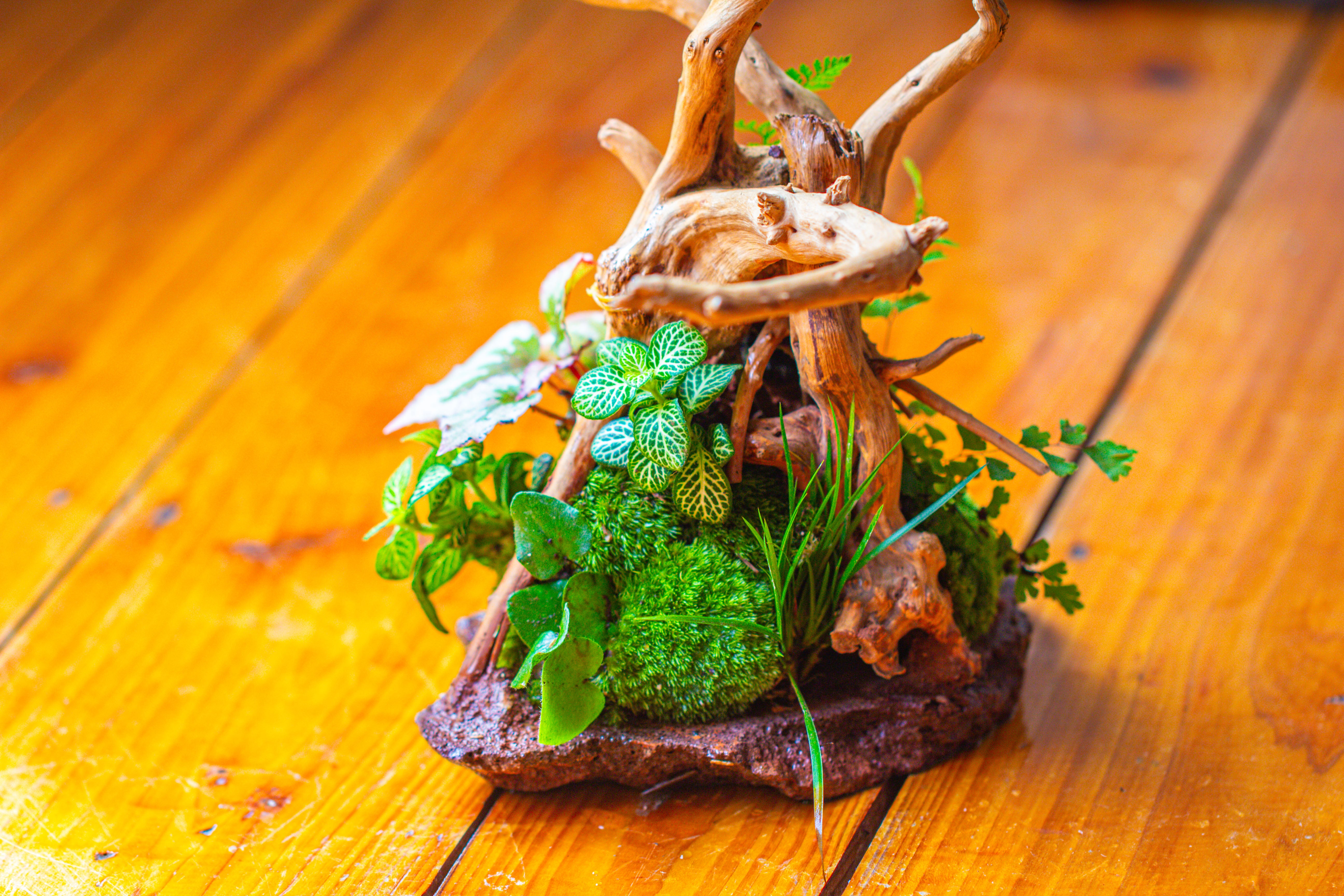 10x10x10 in Handmade Watertight Glass Terrarium with Lid - NCYPgarden