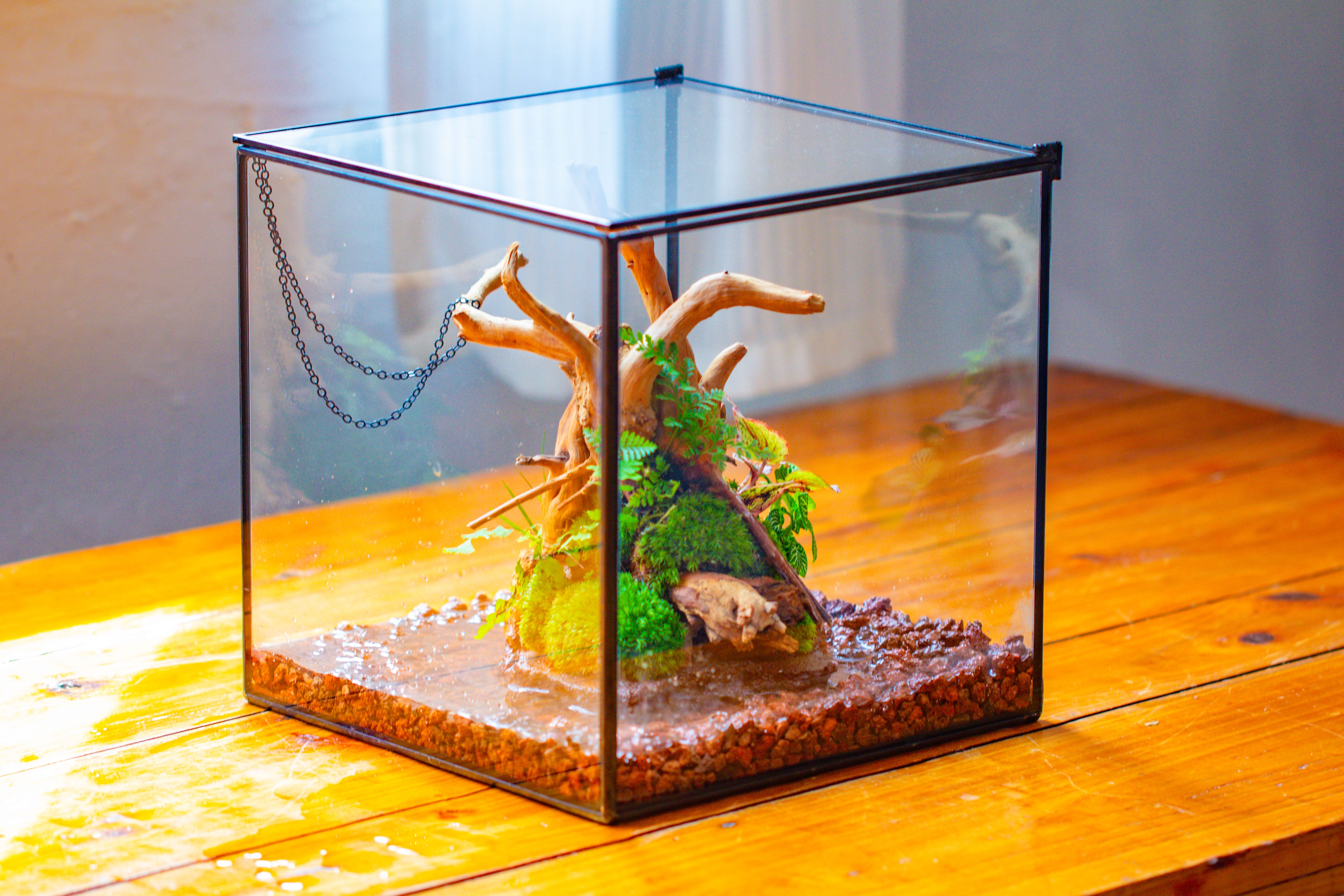 10x10x10 in Handmade Watertight Glass Terrarium with Lid - NCYPgarden
