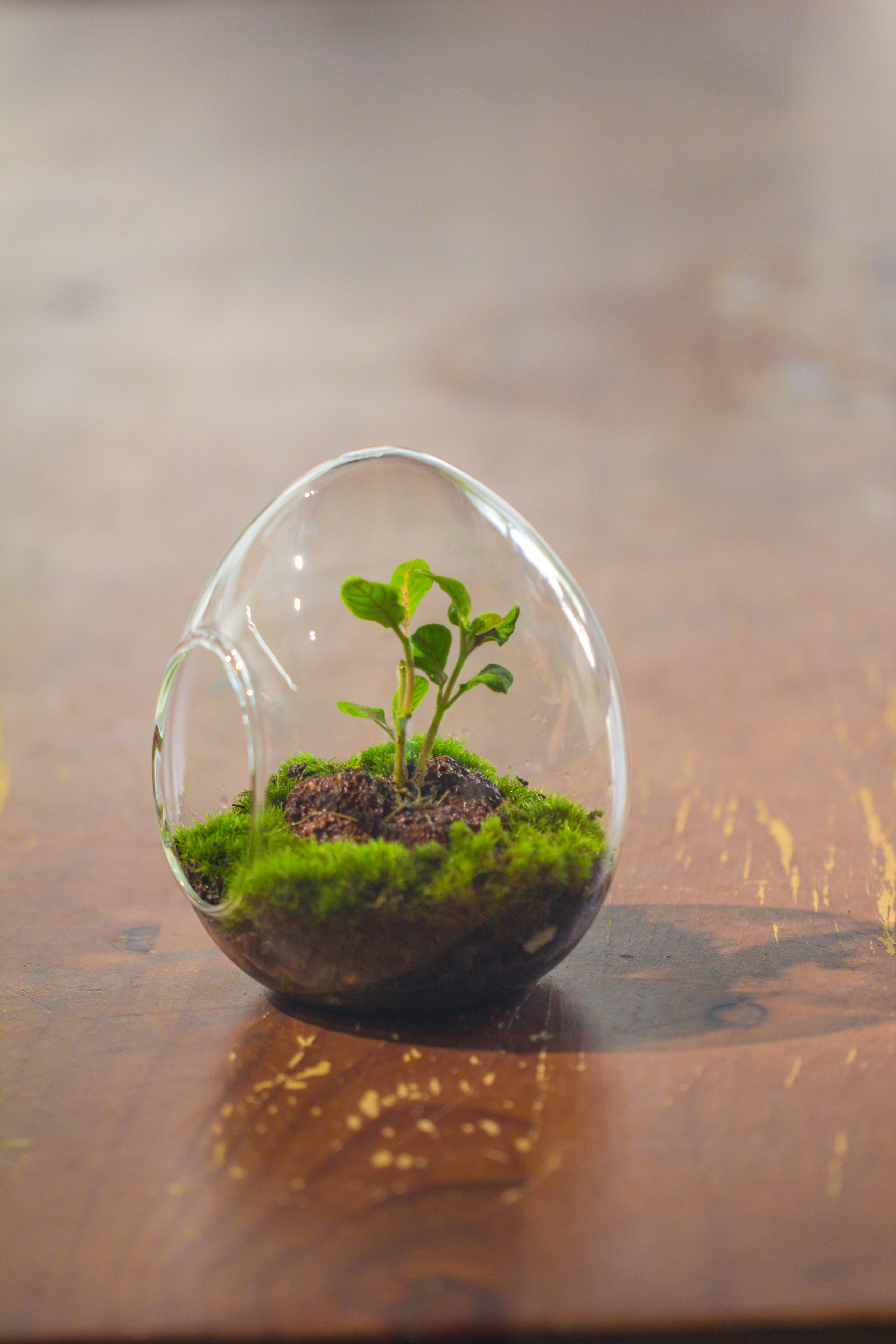 Dried sphagna Sphagni, 24L for DIY, terrarium building, microlandscape, Orchid, fern, vertical gardening - NCYPgarden