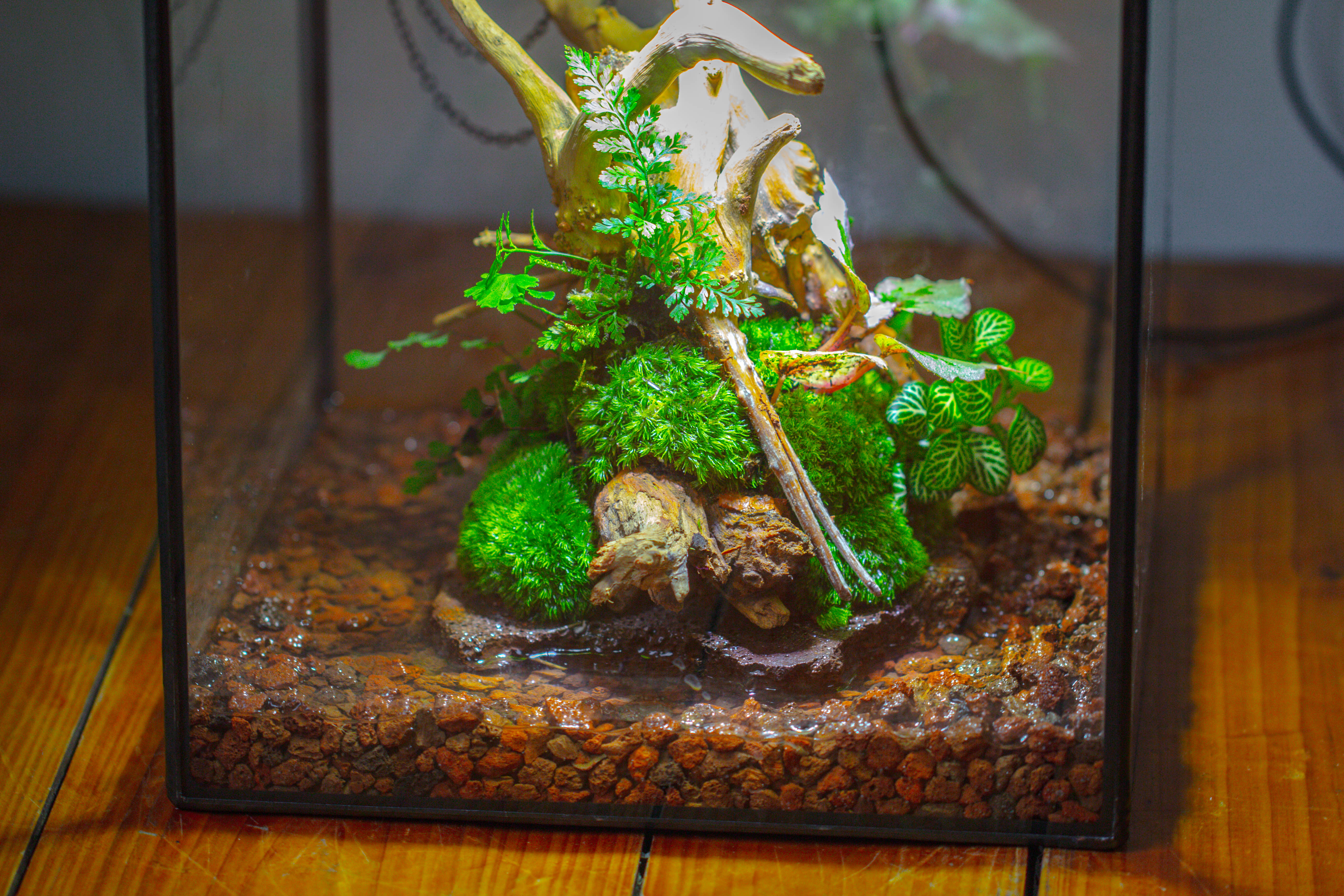 10x10x10 in Handmade Watertight Glass Terrarium with Lid - NCYPgarden