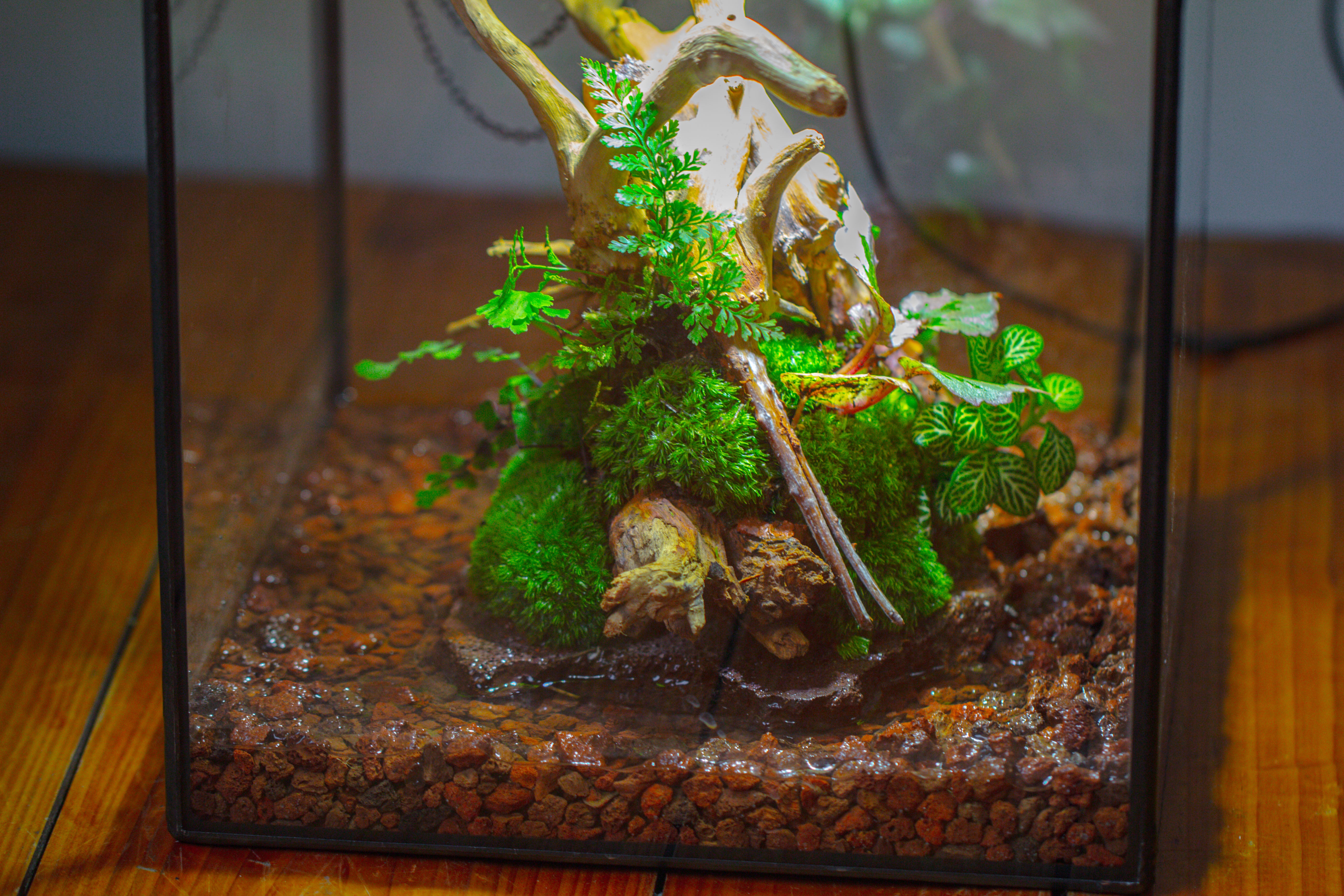 10x10x10 in Handmade Watertight Glass Terrarium with Lid - NCYPgarden