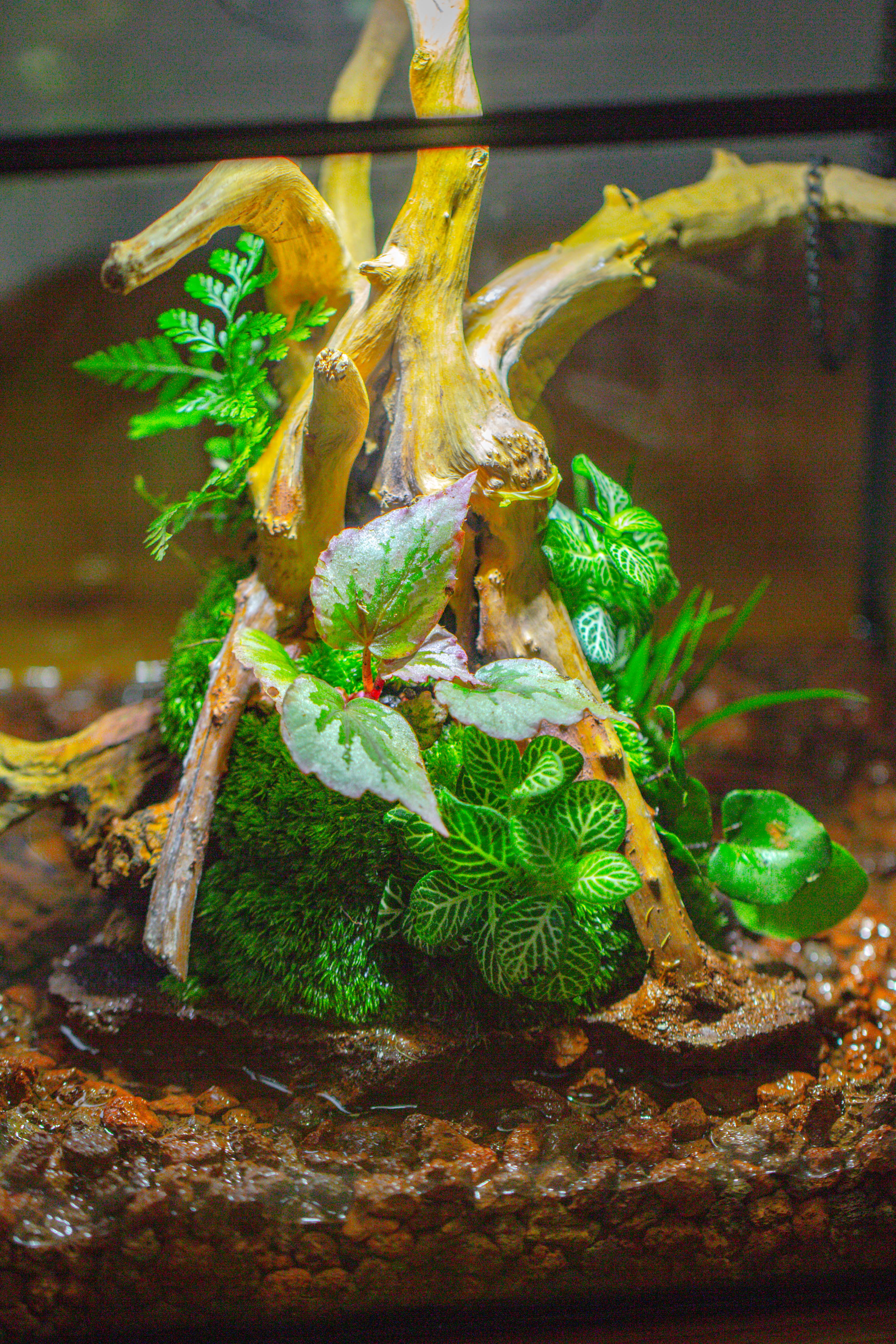 10x10x10 in Handmade Watertight Glass Terrarium with Lid - NCYPgarden