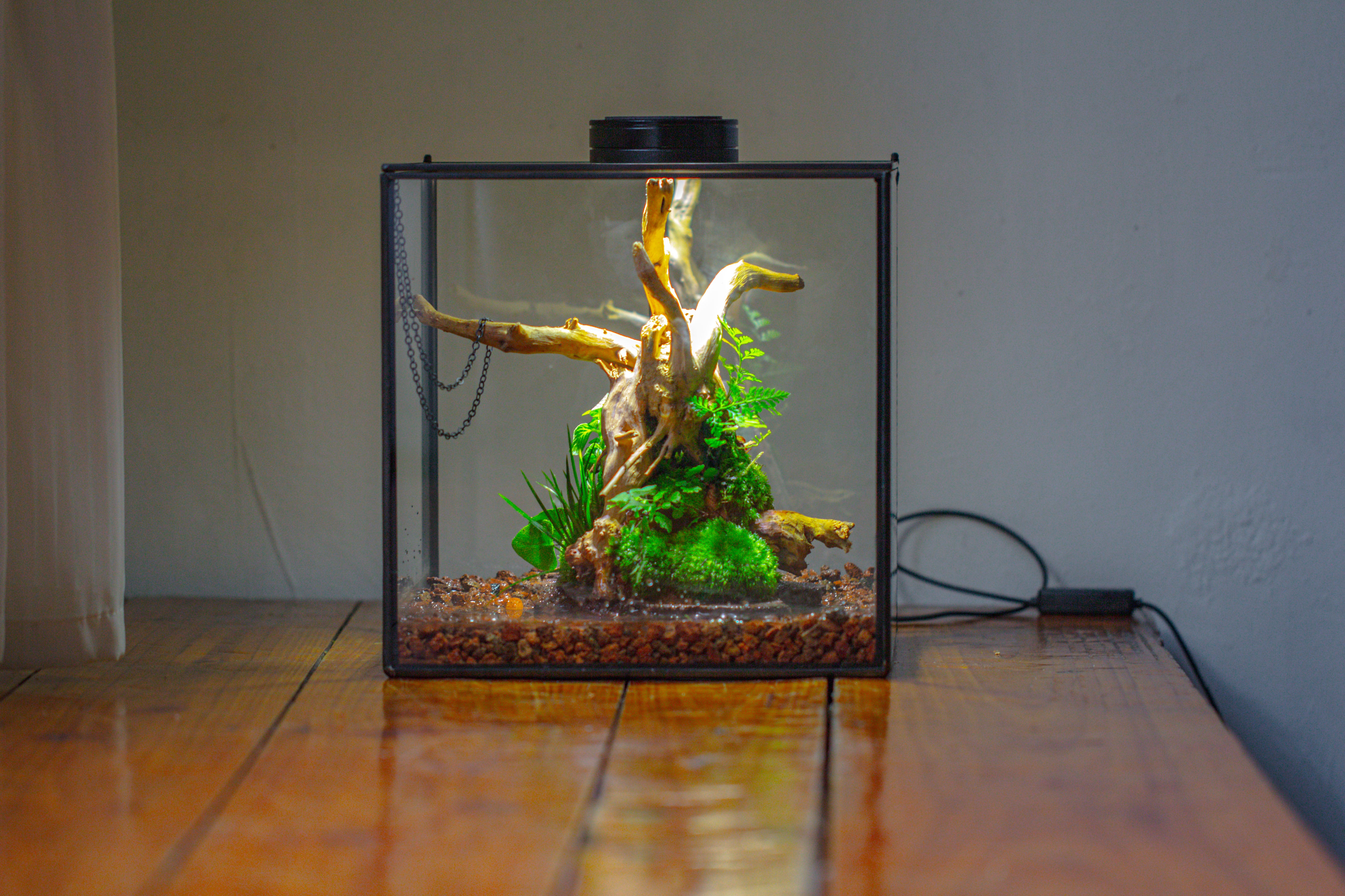 10x10x10 in Handmade Watertight Glass Terrarium with Lid - NCYPgarden