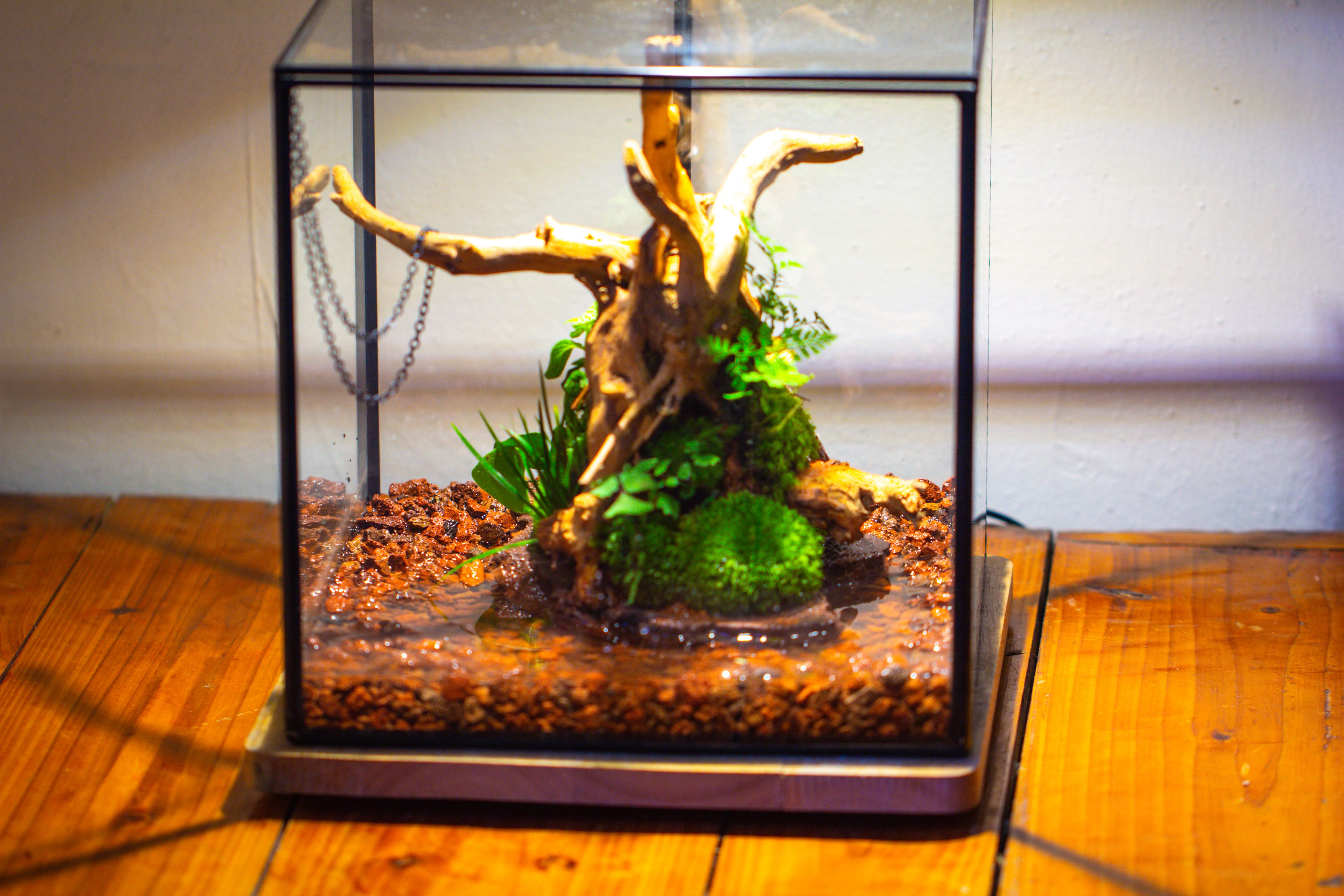 10x10x10 in Handmade Watertight Glass Terrarium with Lid - NCYPgarden