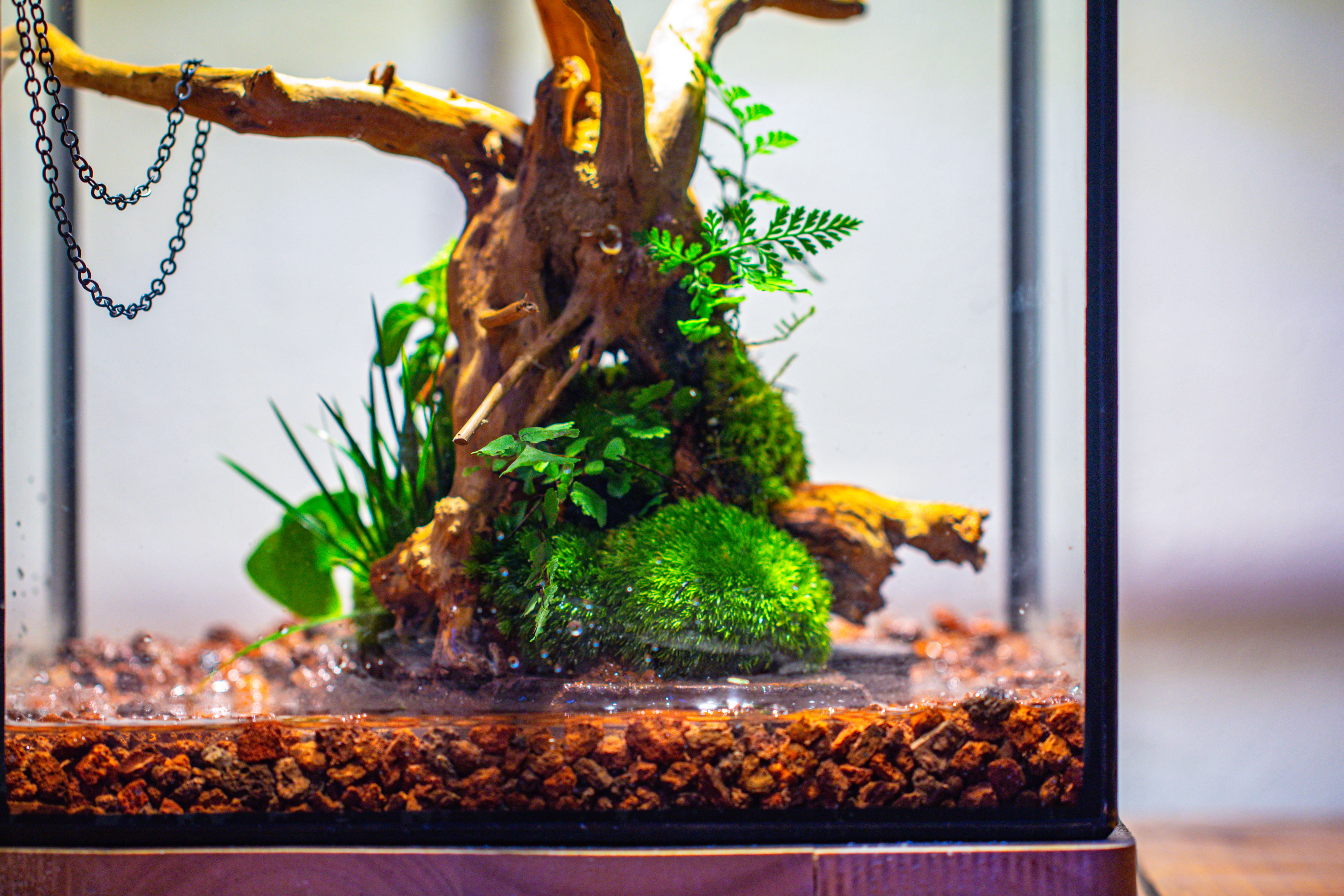 10x10x10 in Handmade Watertight Glass Terrarium with Lid - NCYPgarden