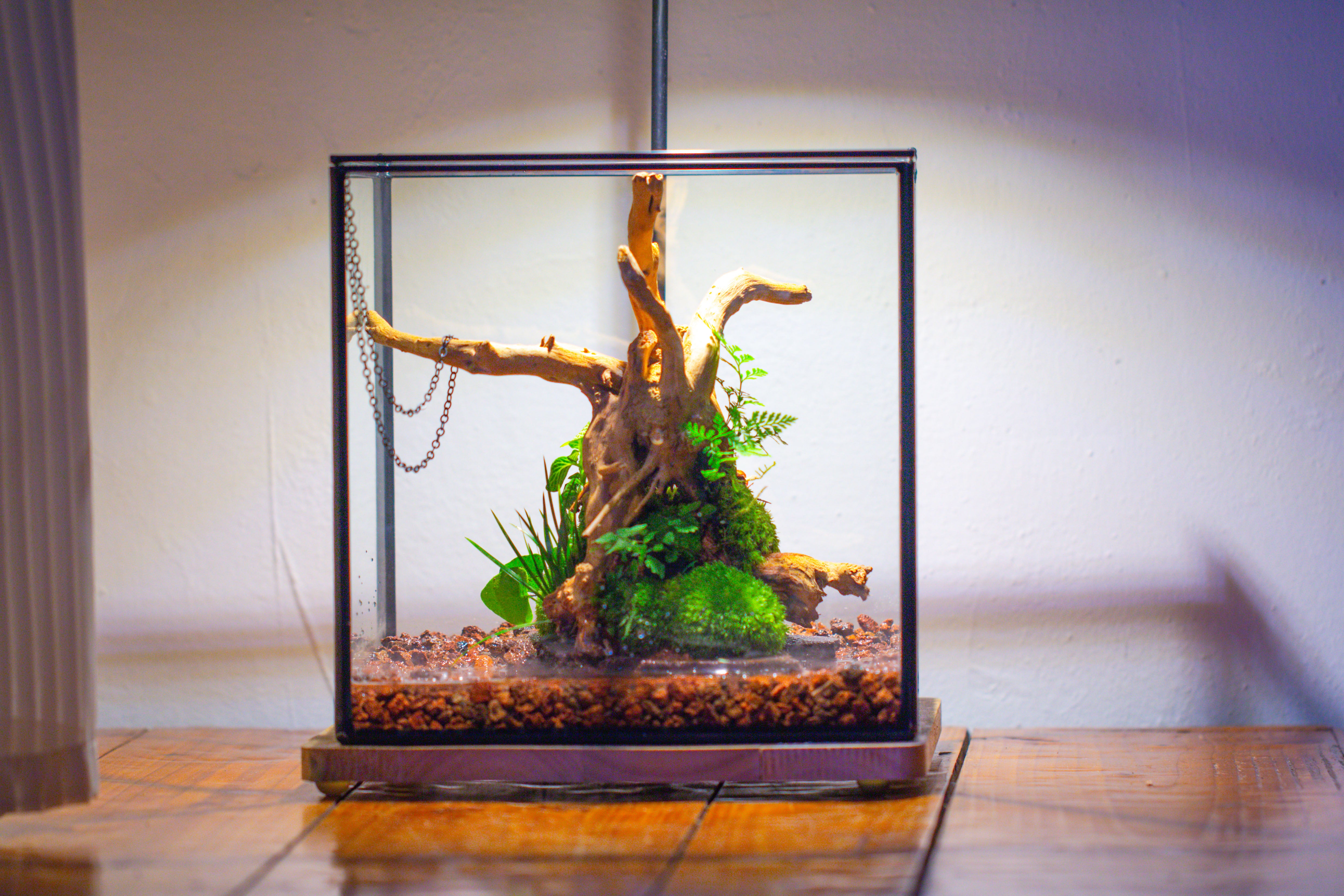 10x10x10 in Handmade Watertight Glass Terrarium with Lid - NCYPgarden