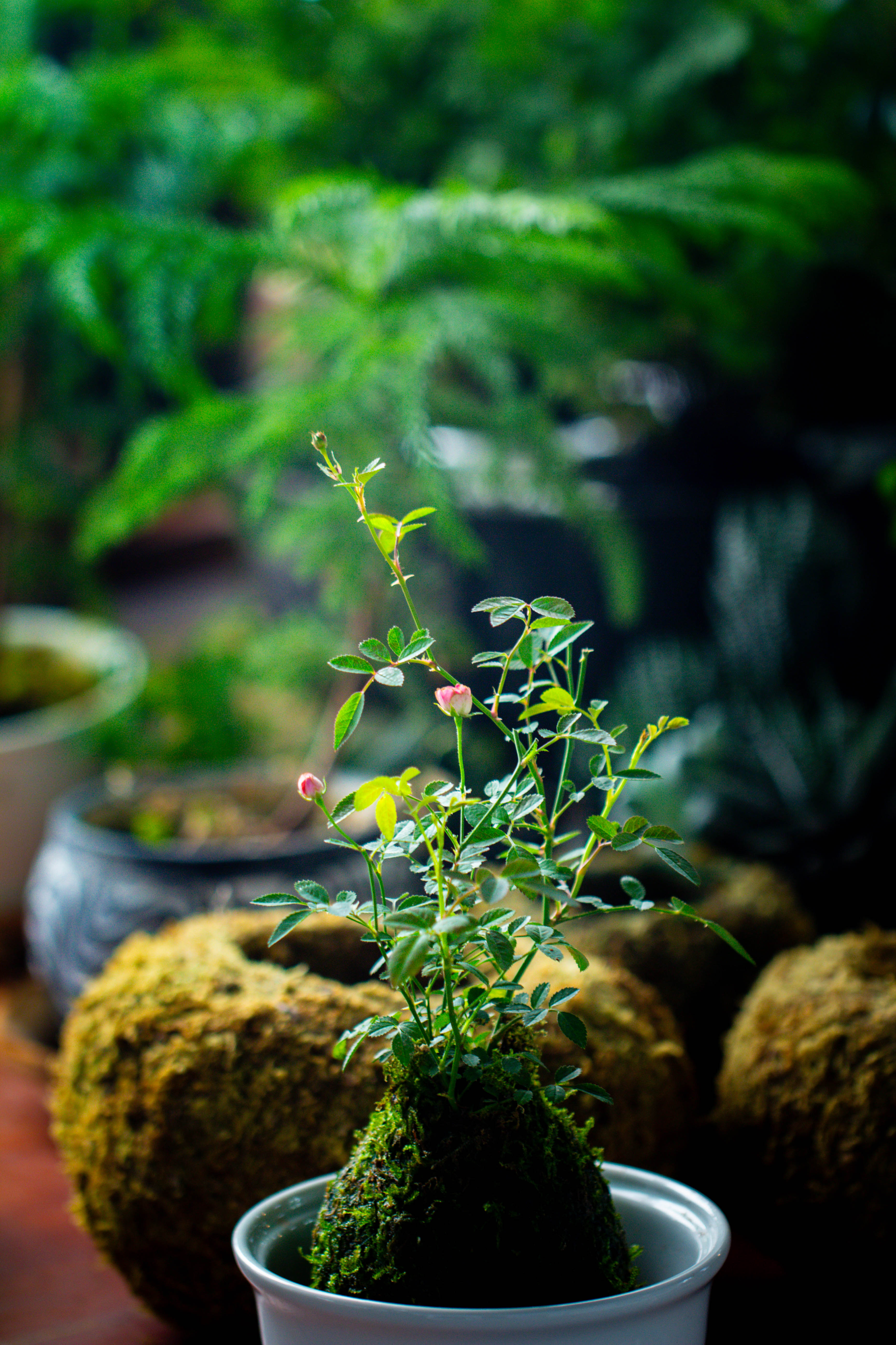 Live dry Hypnum plumaeforme Wils. Moss Ball, Kokedama - NCYPgarden