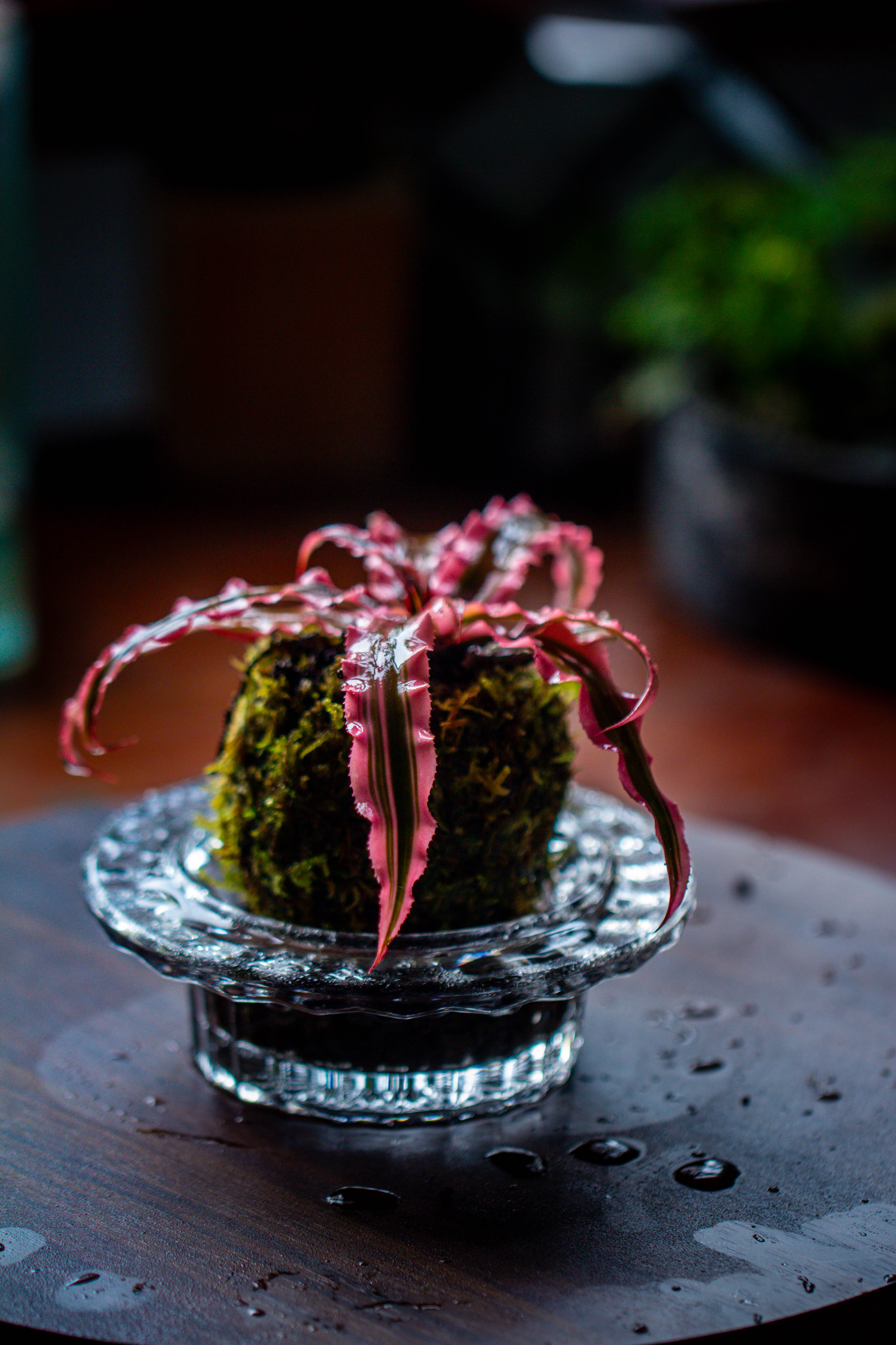 Live dry Hypnum plumaeforme Wils. Moss Ball, Kokedama - NCYPgarden