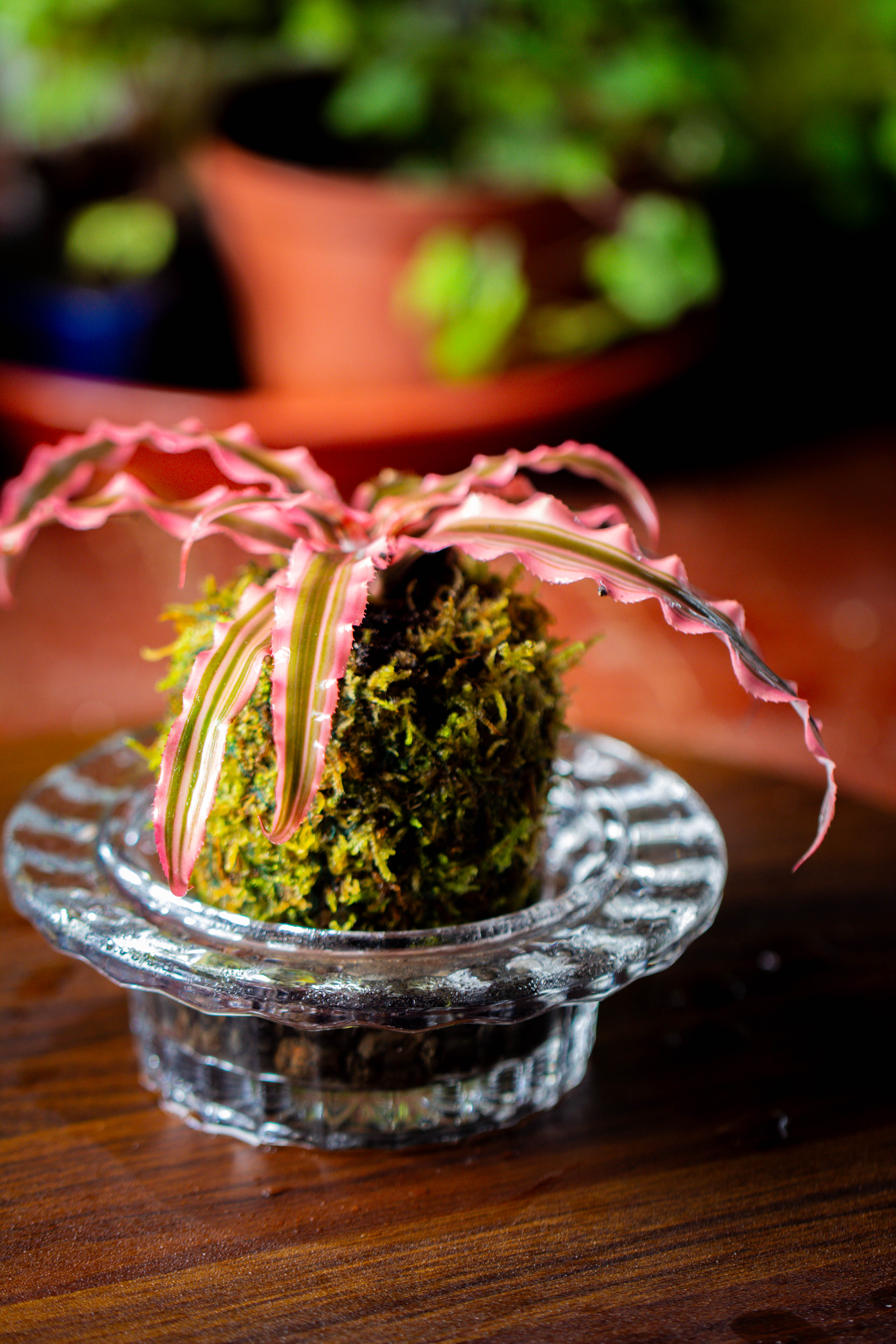 Live dry Hypnum plumaeforme Wils. Moss Ball, Kokedama - NCYPgarden