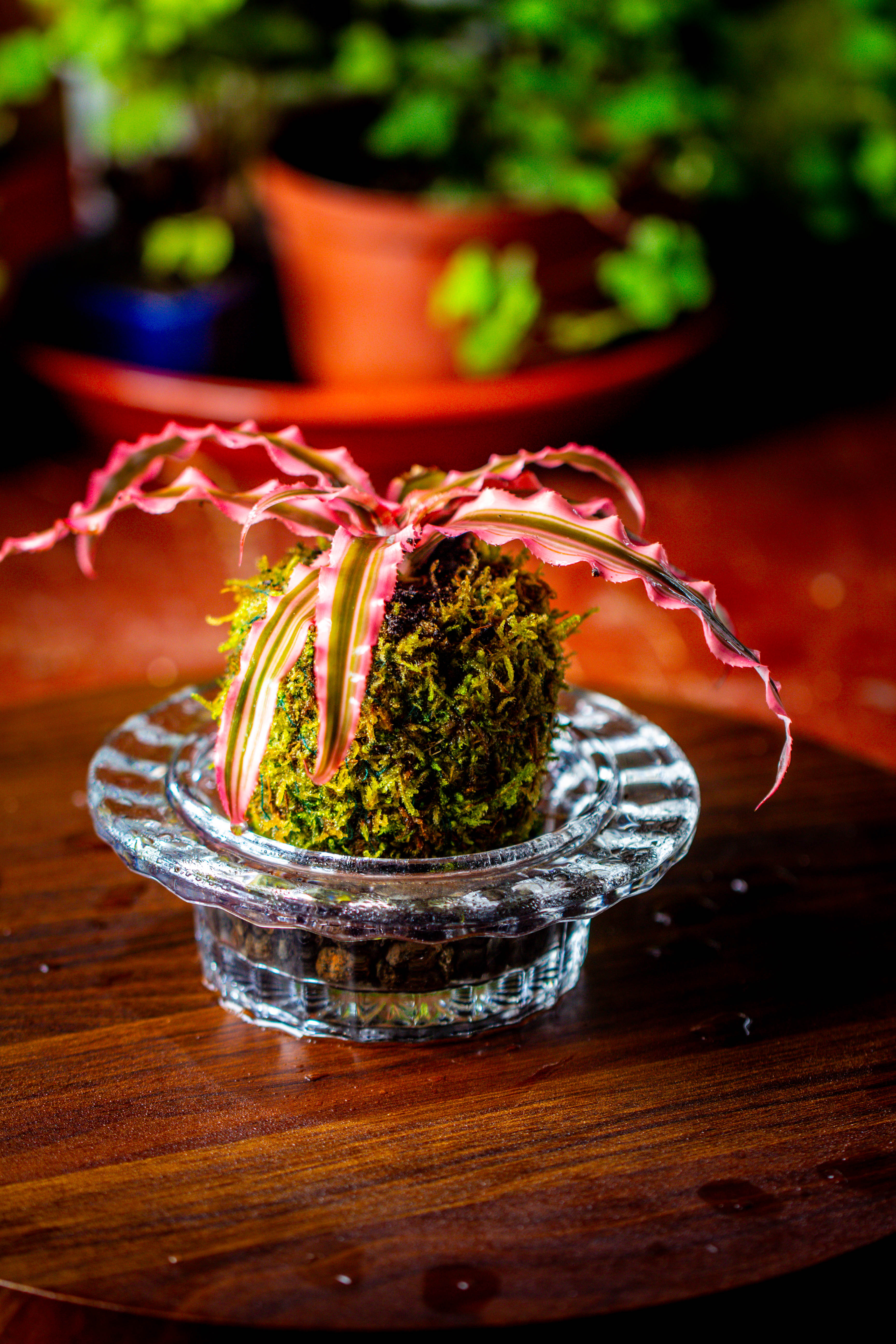 Live dry Hypnum plumaeforme Wils. Moss Ball, Kokedama - NCYPgarden