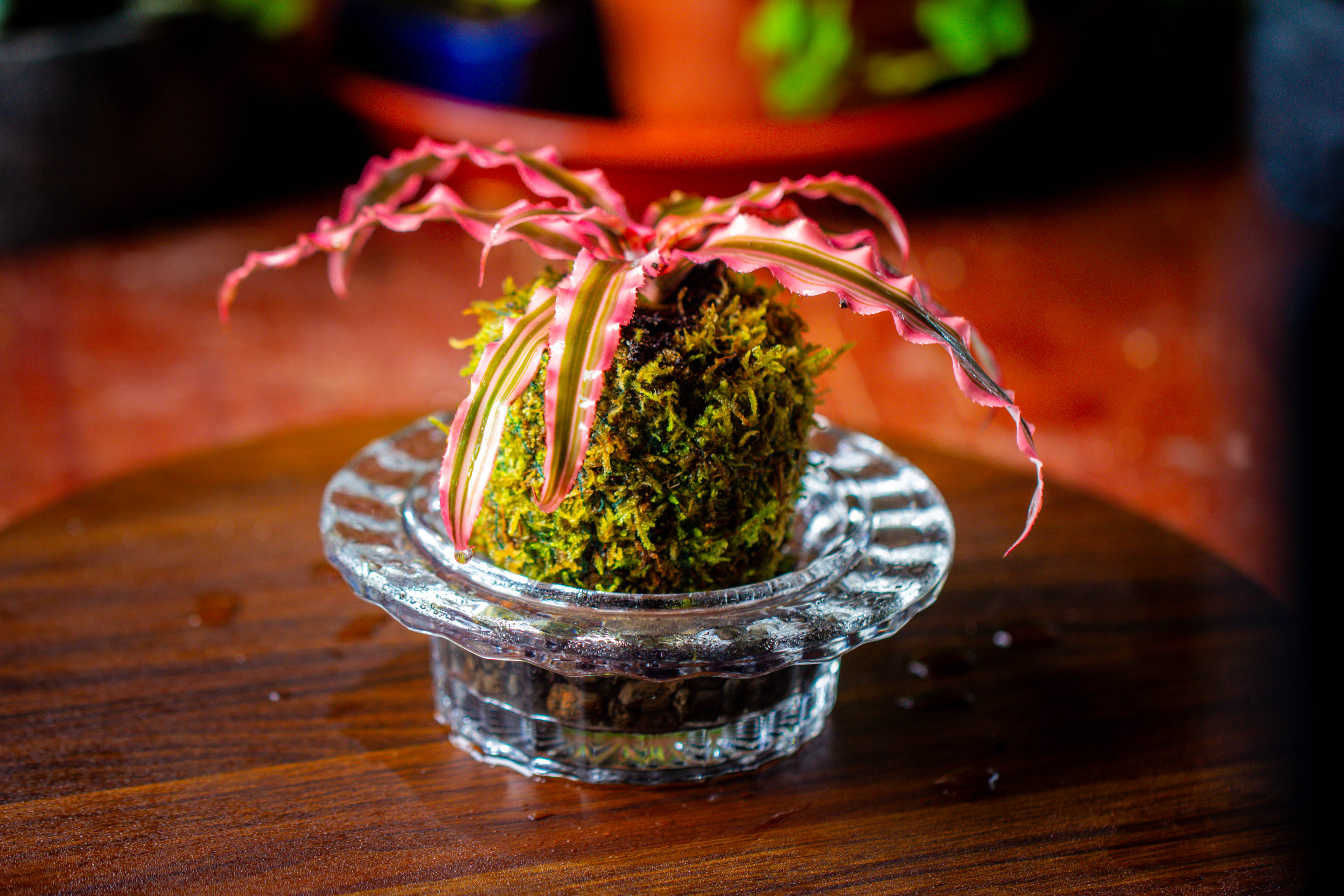 Live dry Hypnum plumaeforme Wils. Moss Ball, Kokedama - NCYPgarden