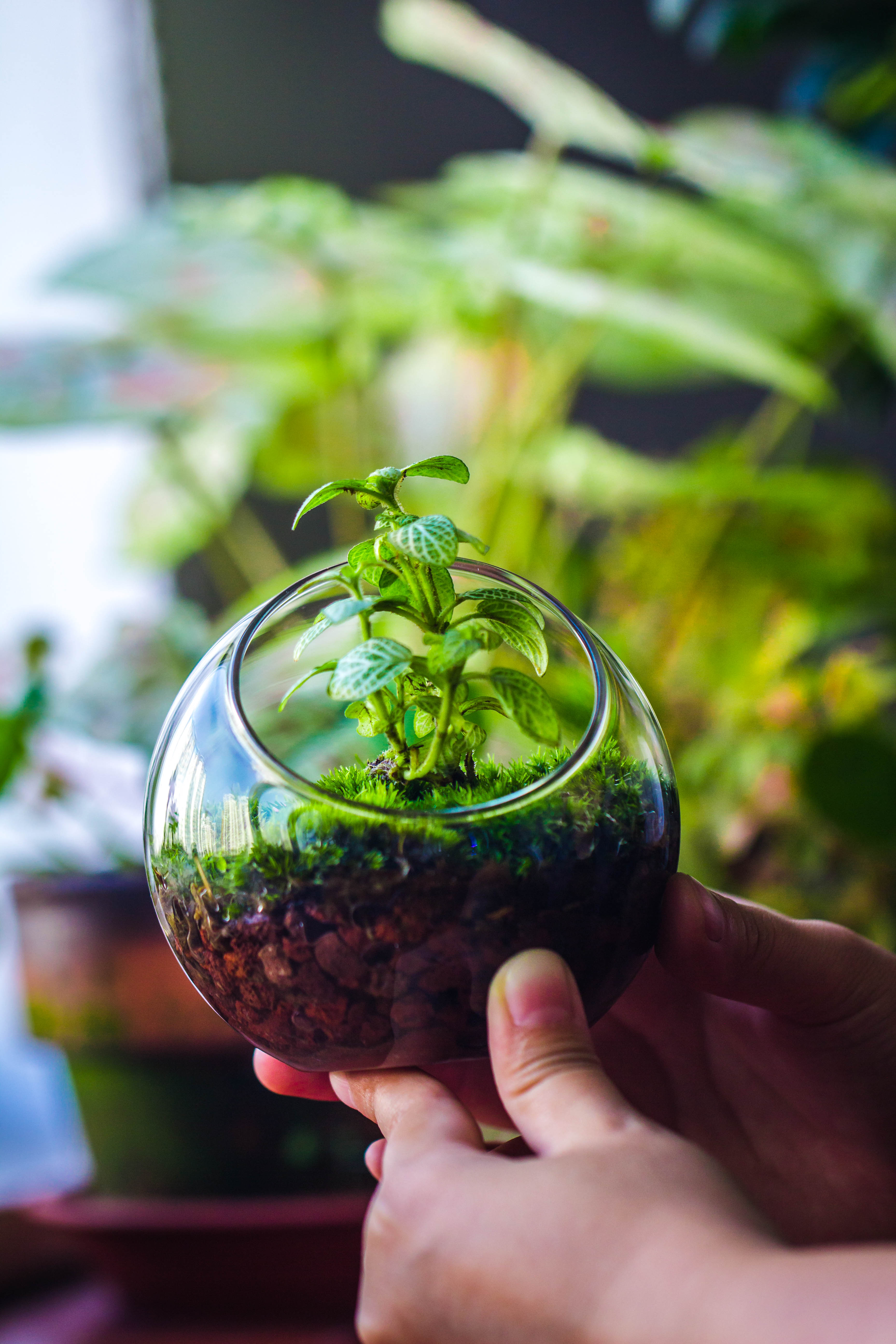 Red Horticultural Lava Rock Volcanic Rock Soil for Cacti Succulents Potted Plants Bonsai - NCYPgarden