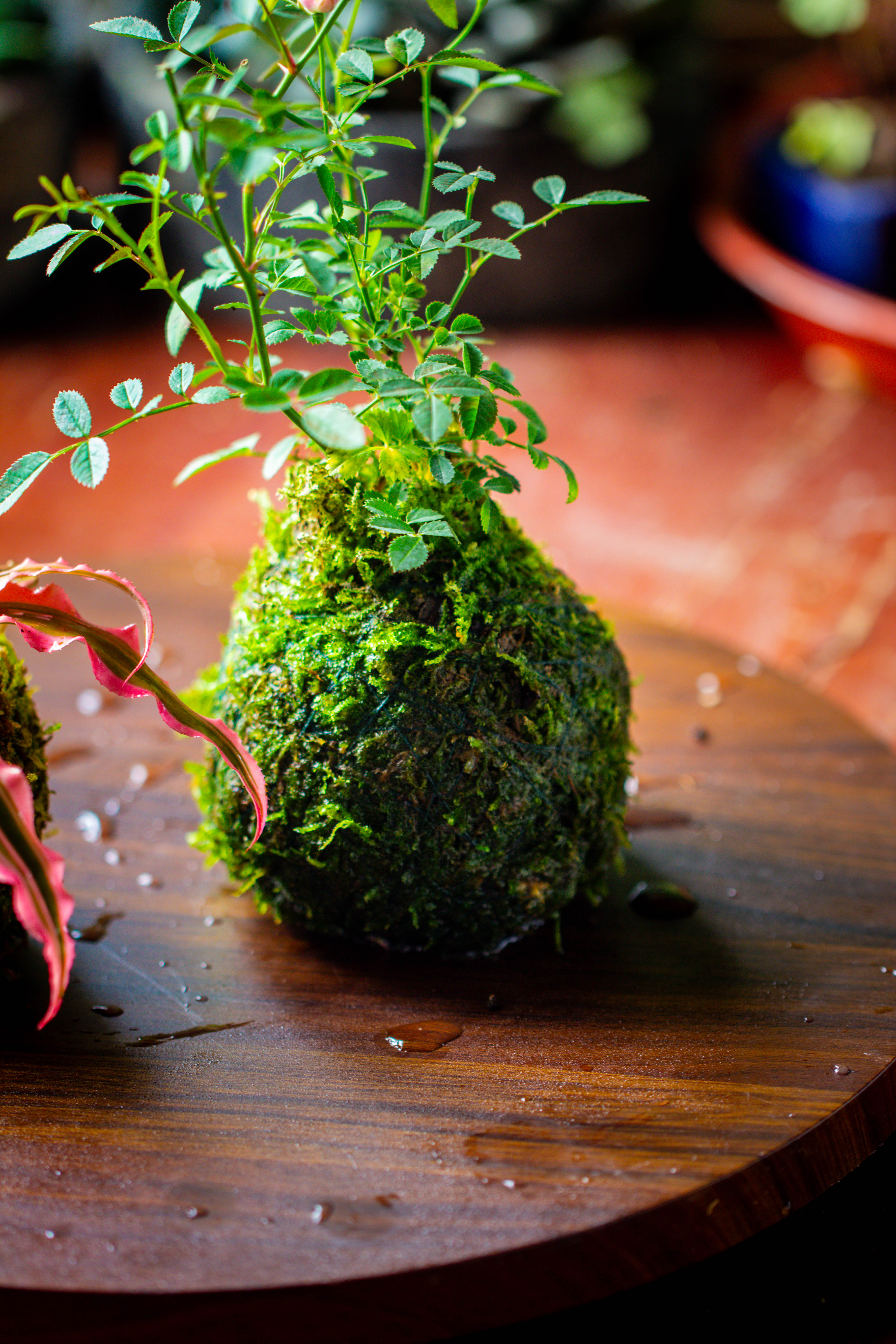 Live dry Hypnum plumaeforme Wils. Moss Ball, Kokedama - NCYPgarden