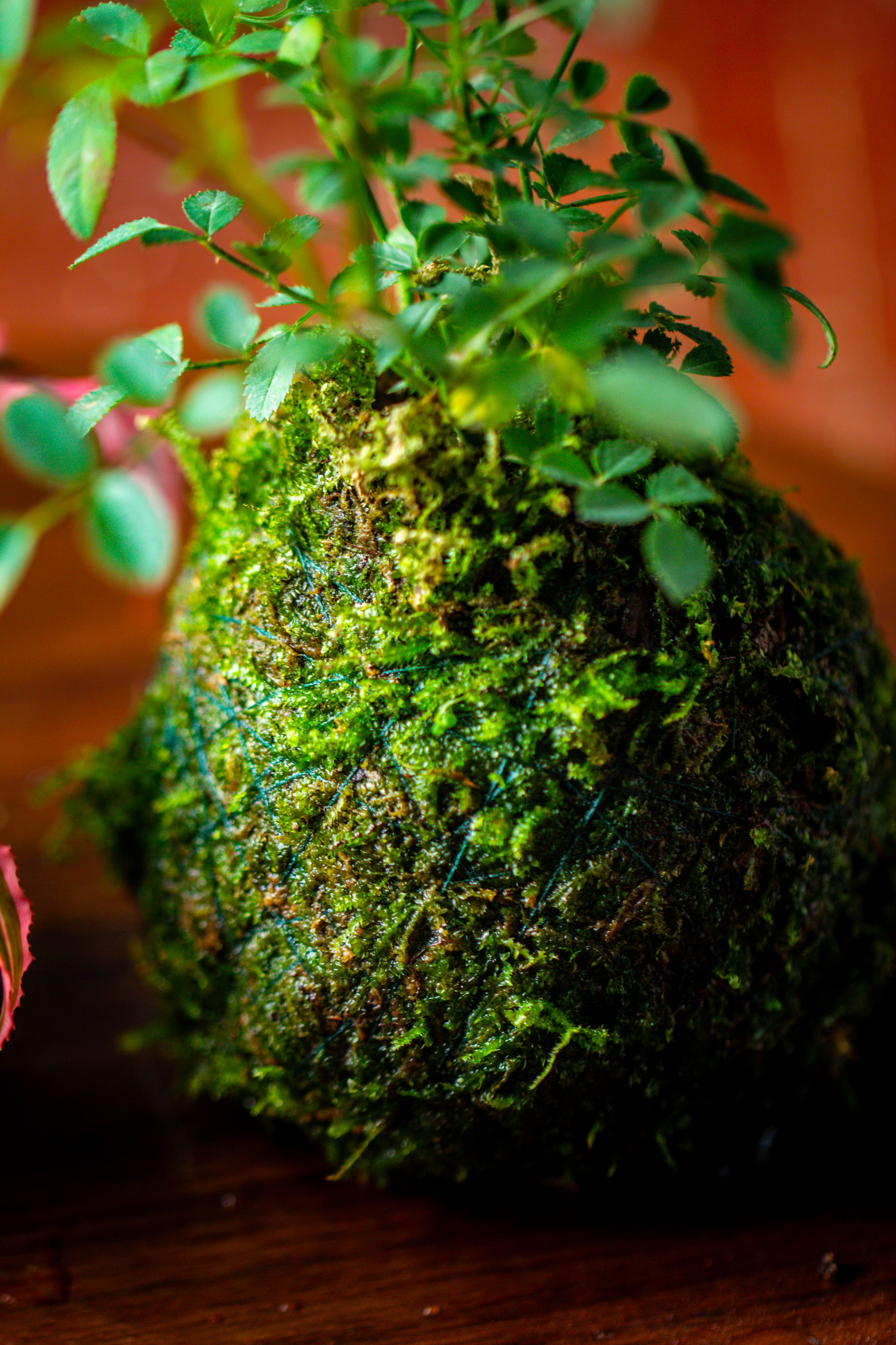 Live dry Hypnum plumaeforme Wils. Moss Ball, Kokedama - NCYPgarden