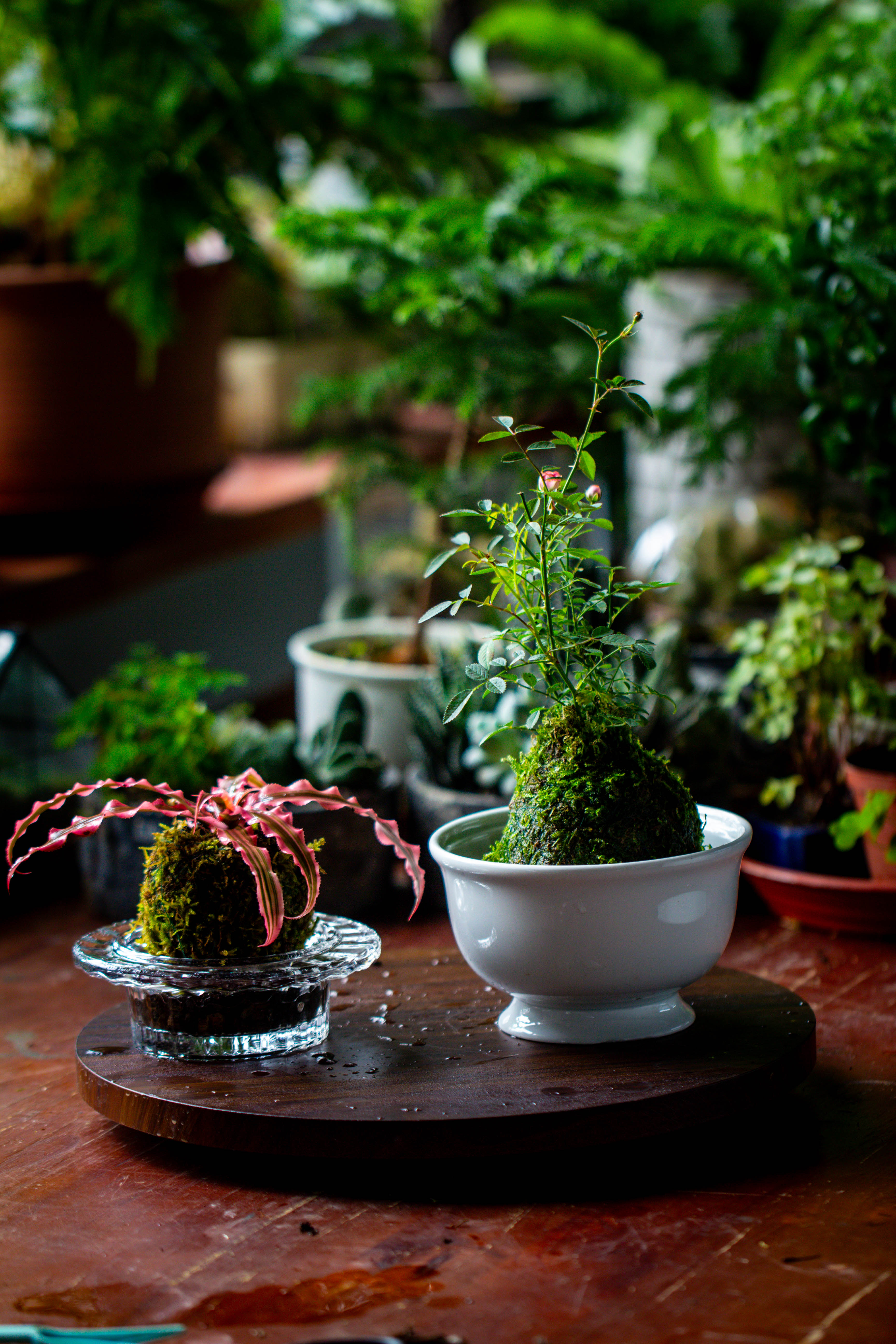 Live dry Hypnum plumaeforme Wils. Moss Ball, Kokedama - NCYPgarden