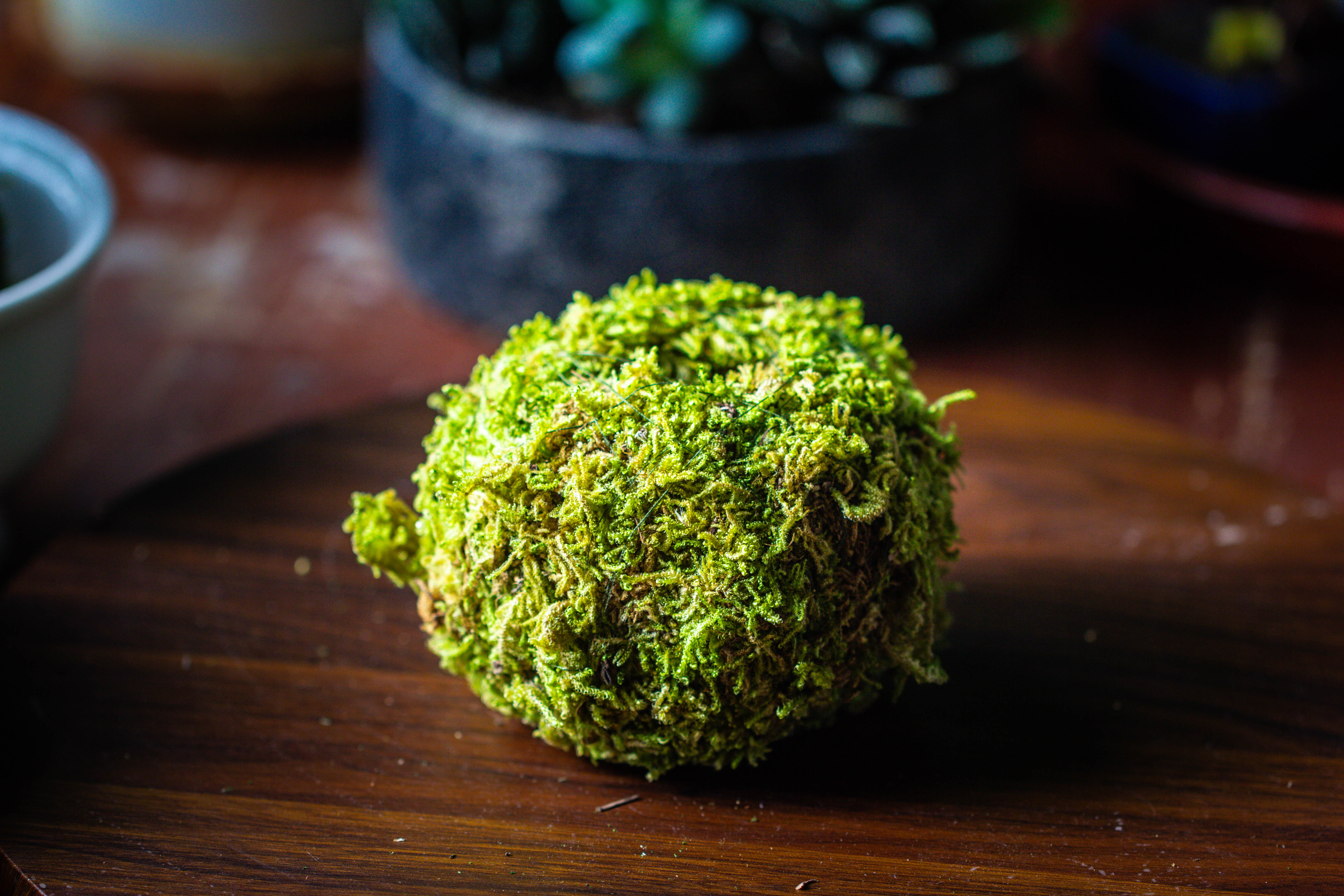Live dry Hypnum plumaeforme Wils. Moss Ball, Kokedama - NCYPgarden