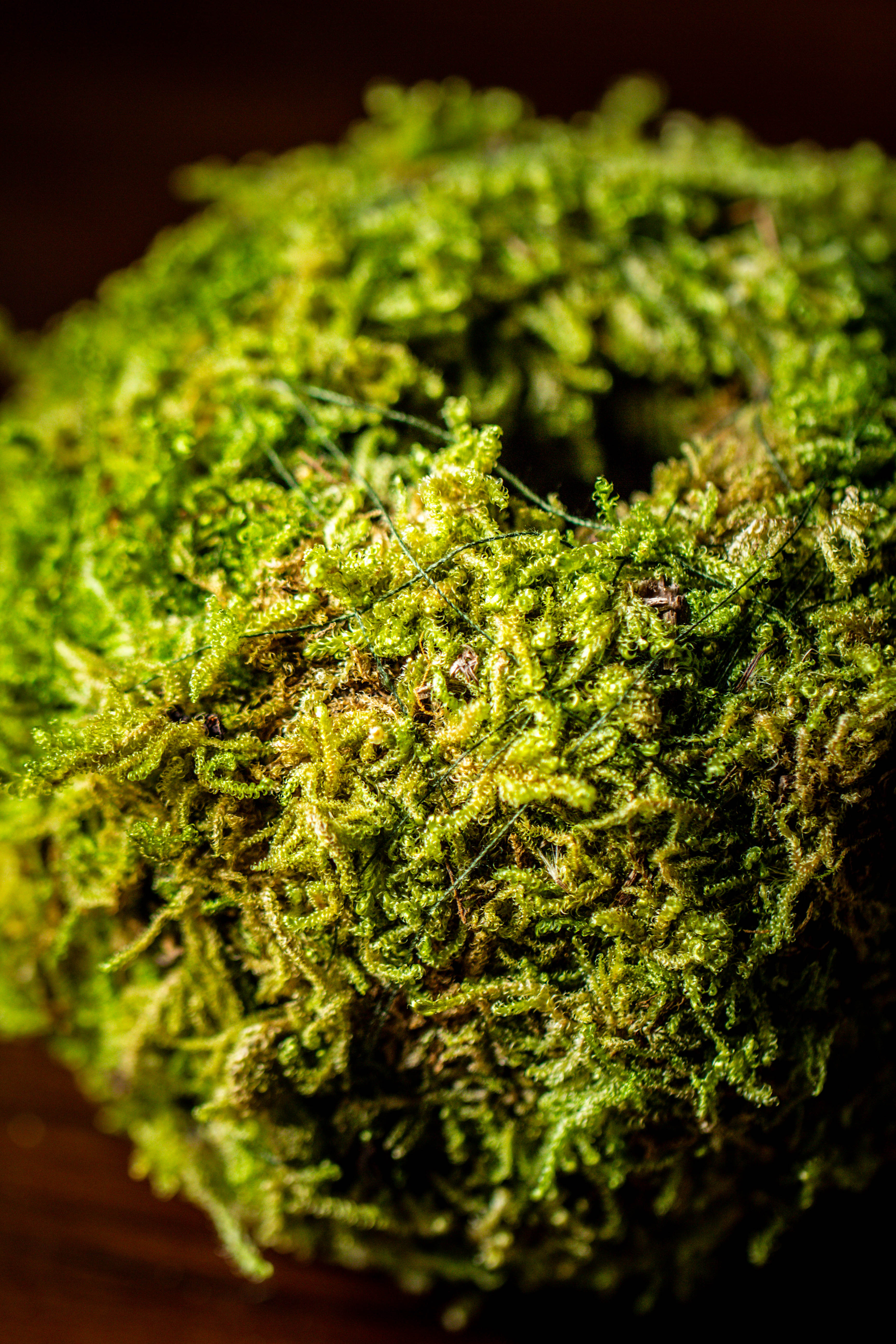 Live dry Hypnum plumaeforme Wils. Moss Ball, Kokedama - NCYPgarden