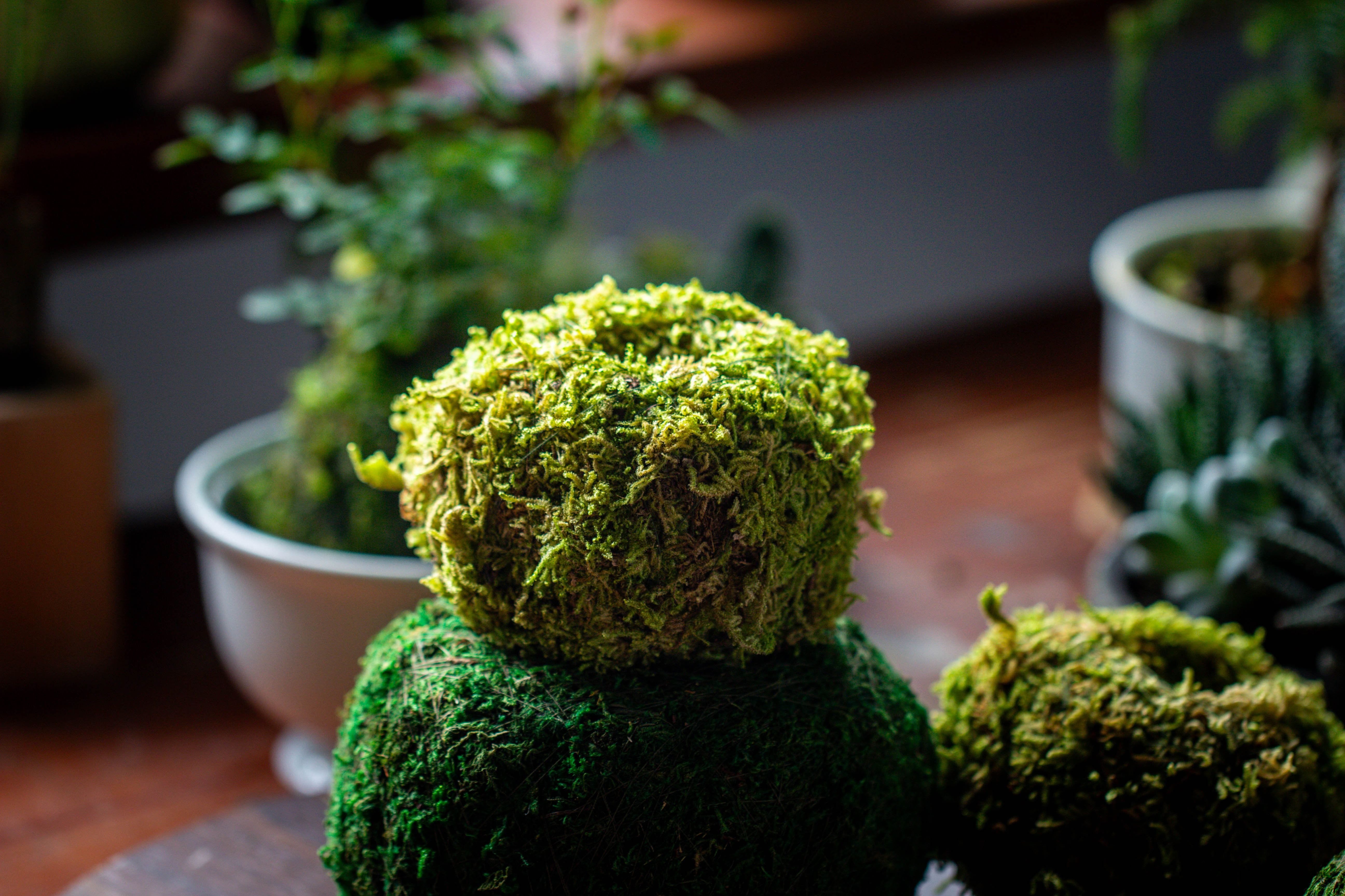 Live dry Hypnum plumaeforme Wils. Moss Ball, Kokedama - NCYPgarden